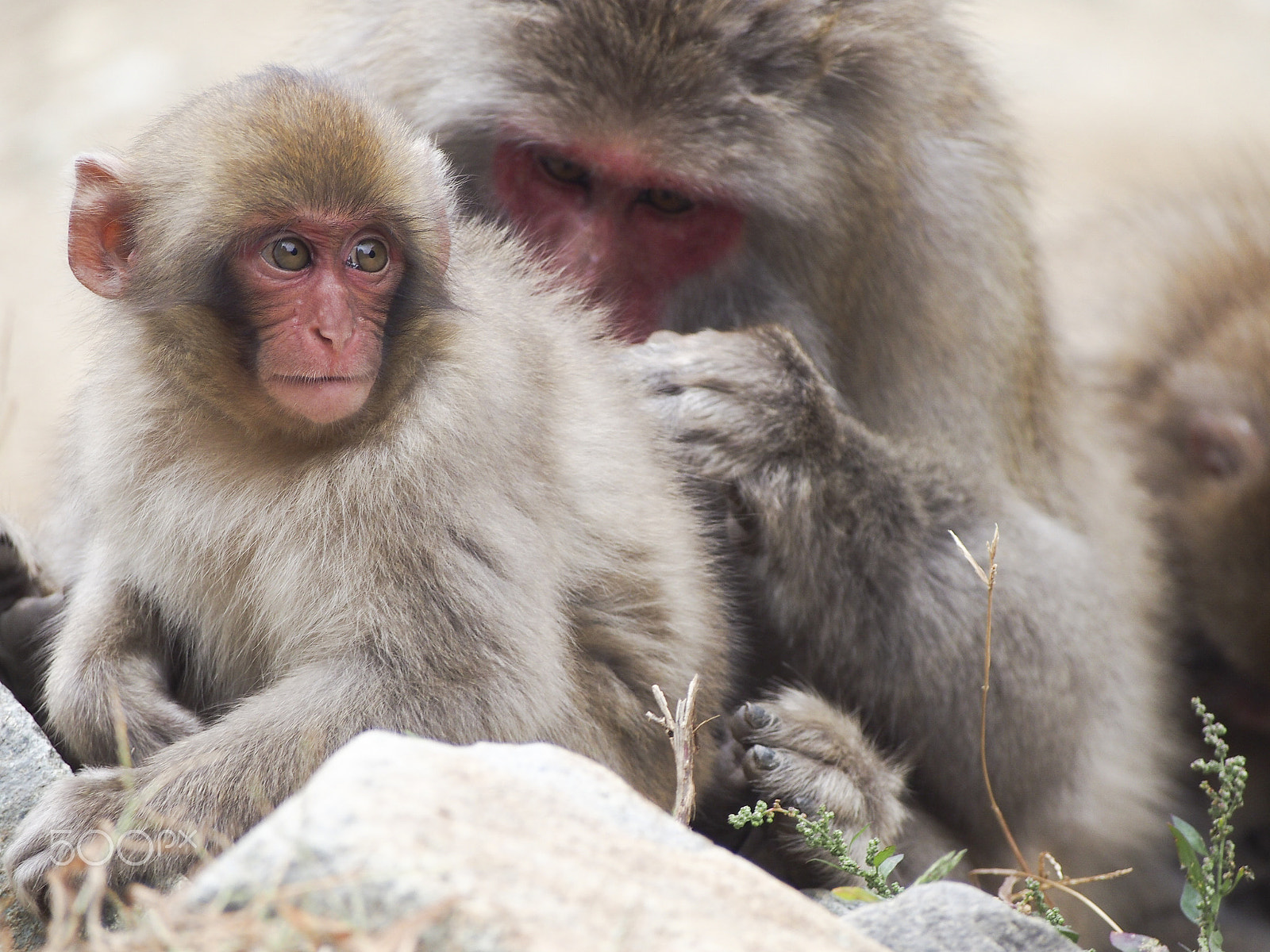 Olympus OM-D E-M5 sample photo. Snow monkey photography