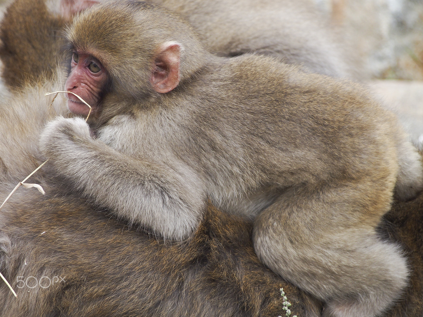 Olympus OM-D E-M5 sample photo. Snow monkey photography