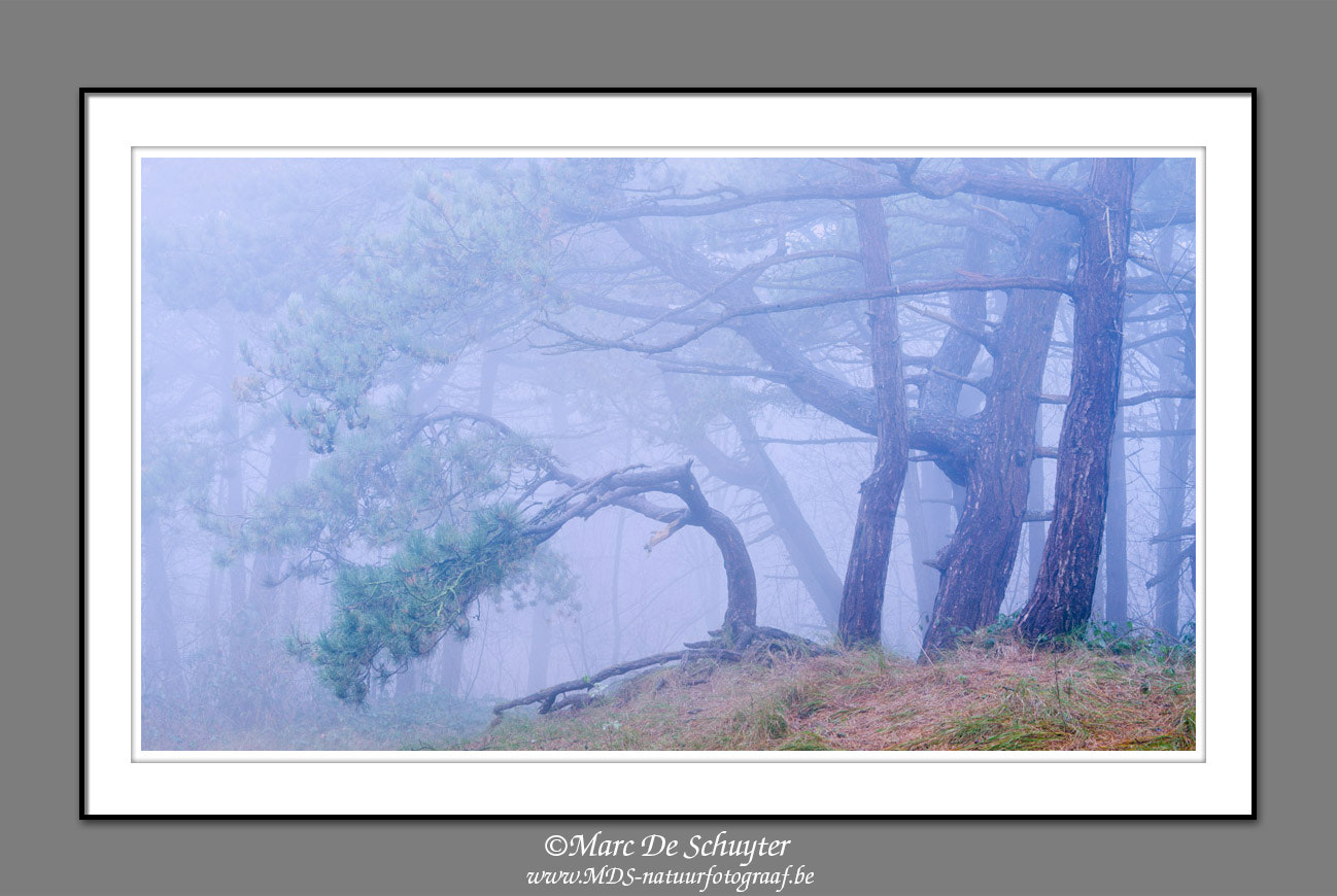 Canon EOS 5D Mark II sample photo. Pines in the dunes photography
