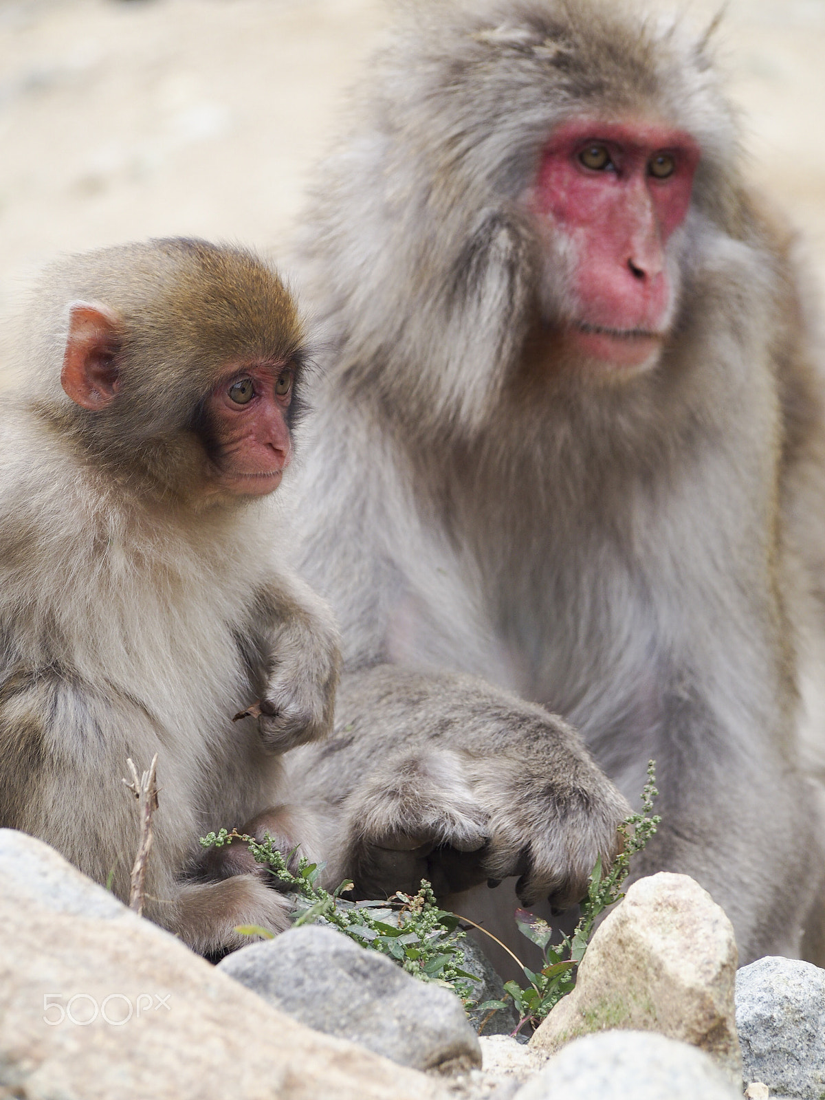 Olympus OM-D E-M5 sample photo. Snow monkey photography