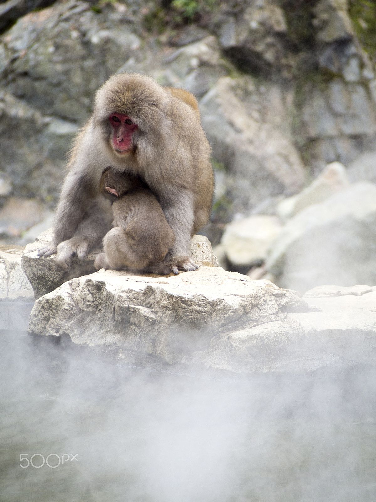 Olympus OM-D E-M5 sample photo. Snow monkey photography