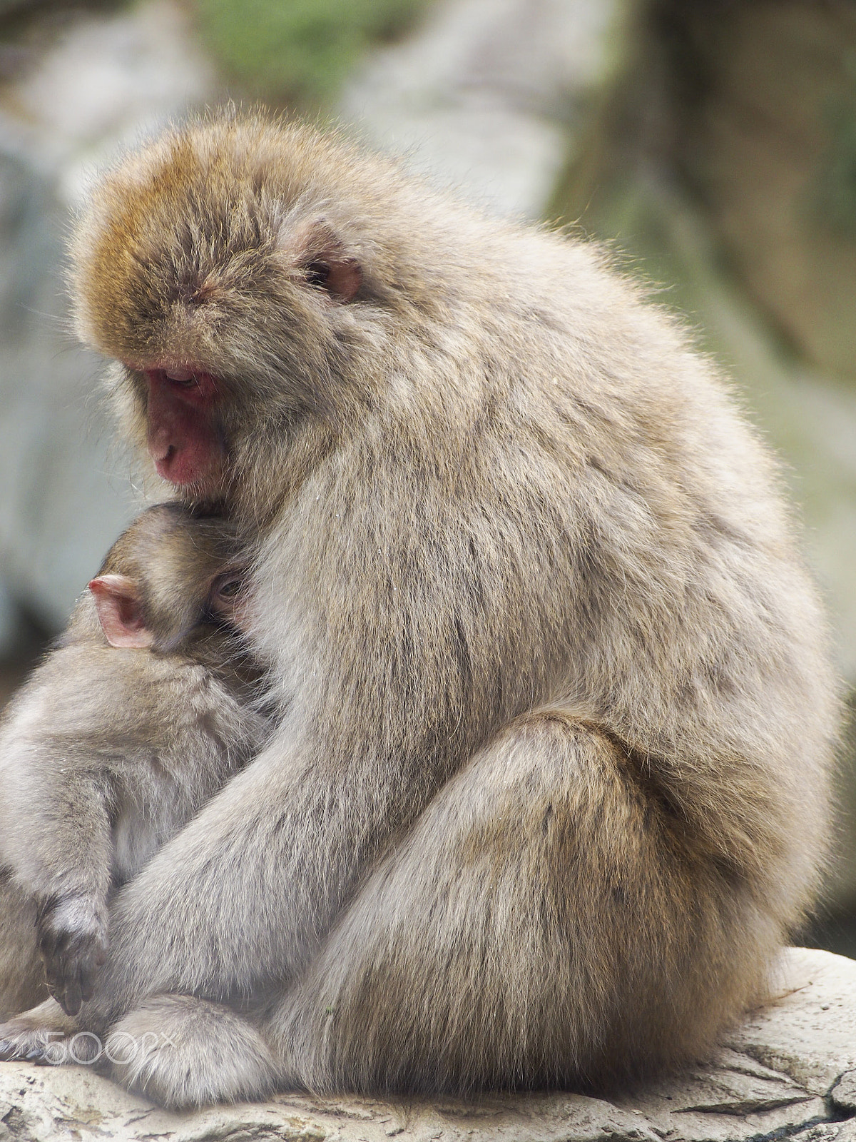 Olympus OM-D E-M5 sample photo. Snow monkey photography