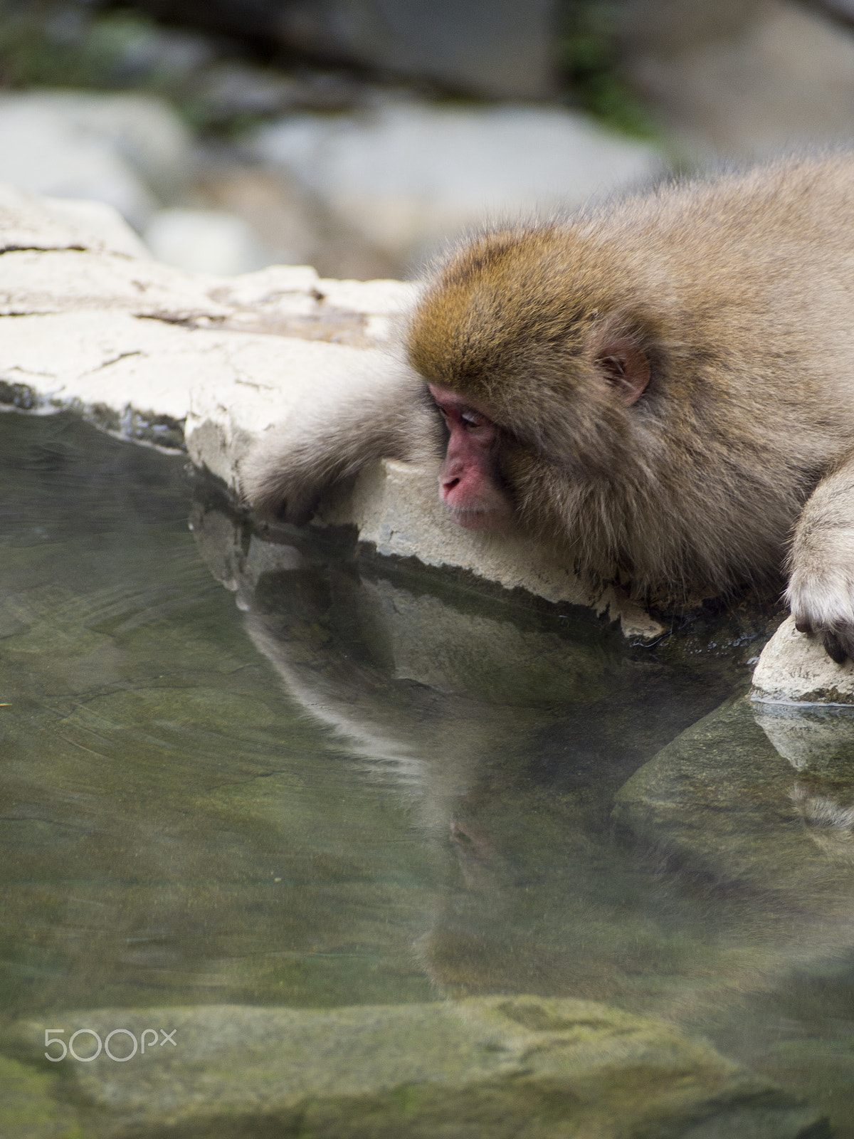 Olympus OM-D E-M5 sample photo. Snow monkey photography