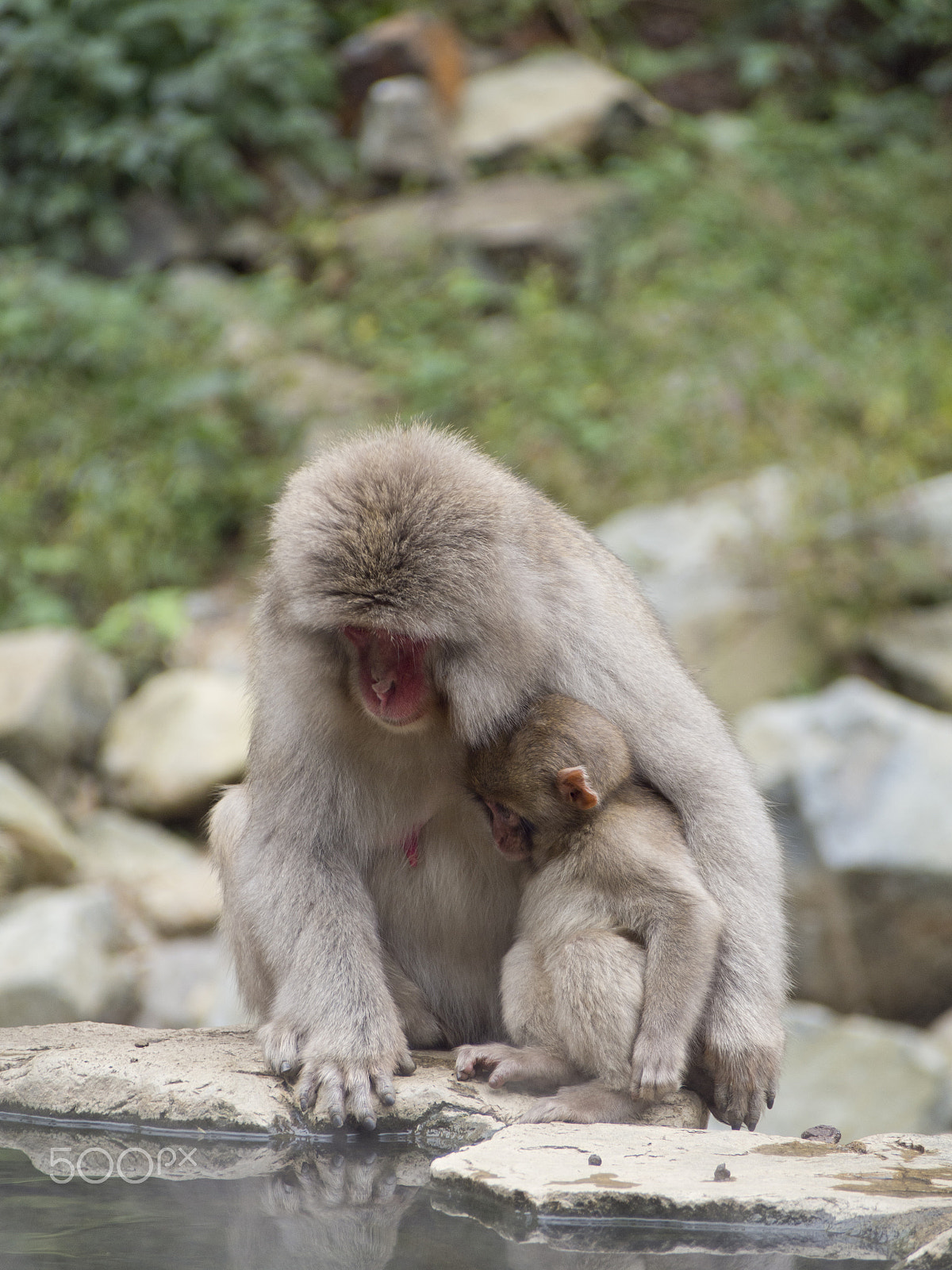 Olympus OM-D E-M5 sample photo. Snow monkey photography