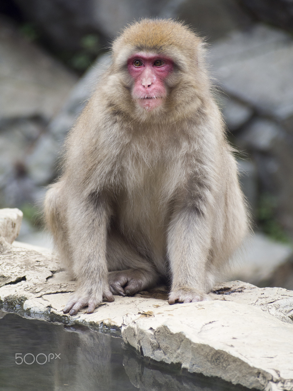 Olympus OM-D E-M5 sample photo. Snow monkey photography