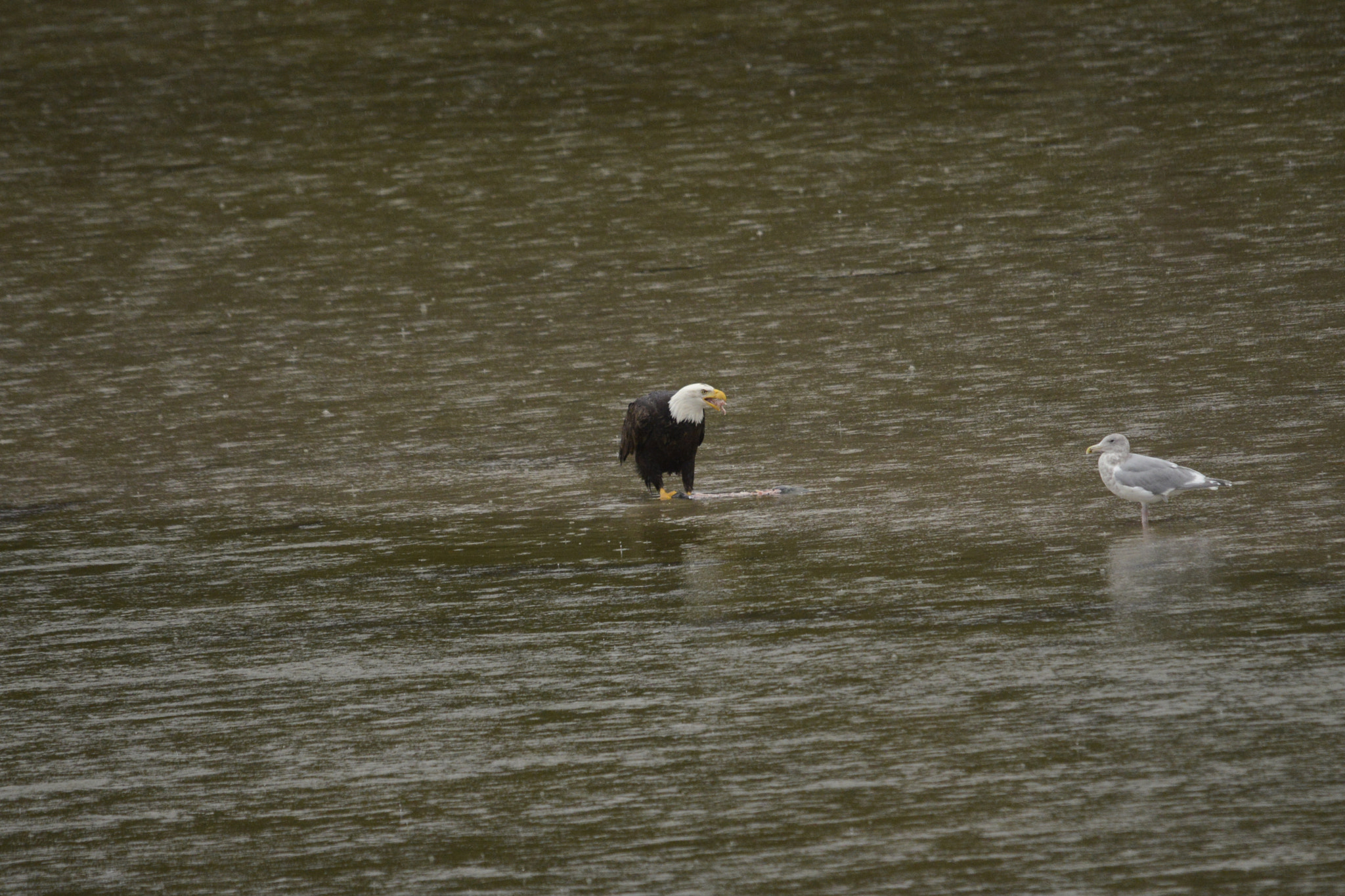 Sigma 120-400mm F4.5-5.6 DG OS HSM sample photo. Scram sam photography