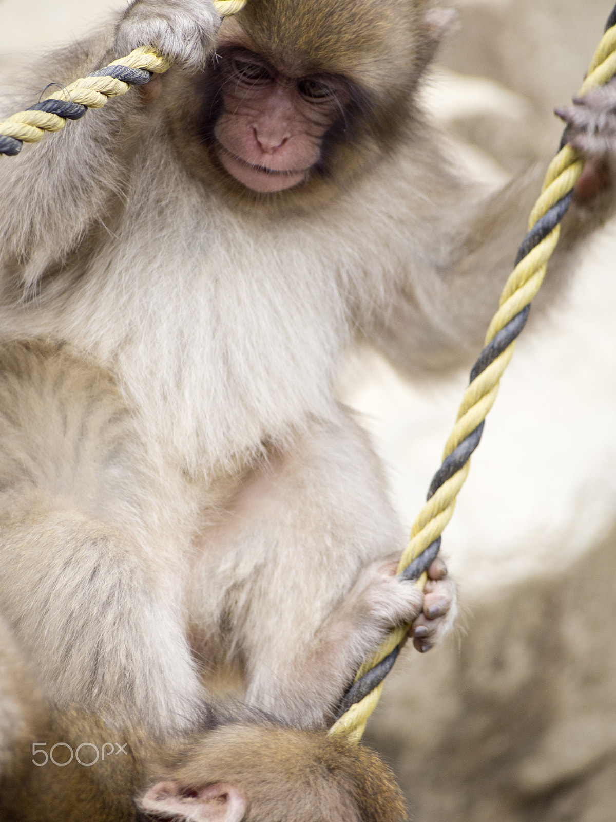 Olympus OM-D E-M5 sample photo. Snow monkey photography