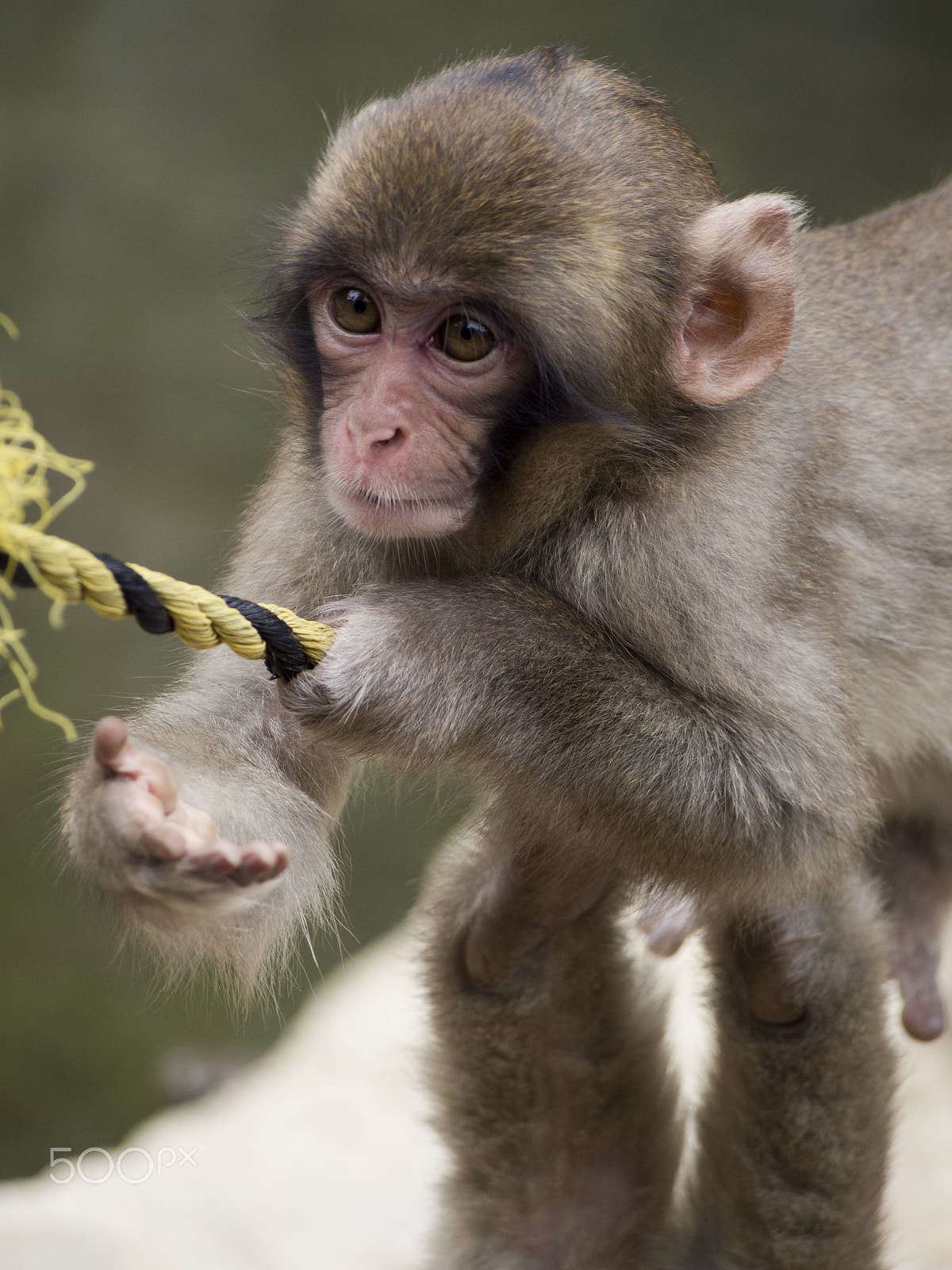 Olympus OM-D E-M5 sample photo. Snow monkey photography