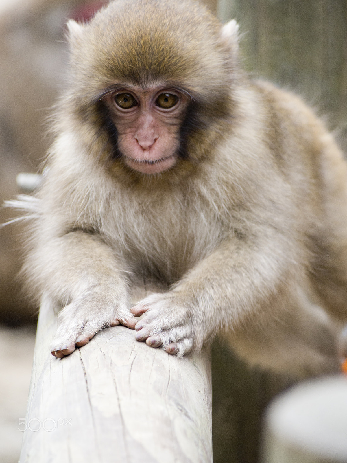 Olympus OM-D E-M5 sample photo. Snow monkey photography