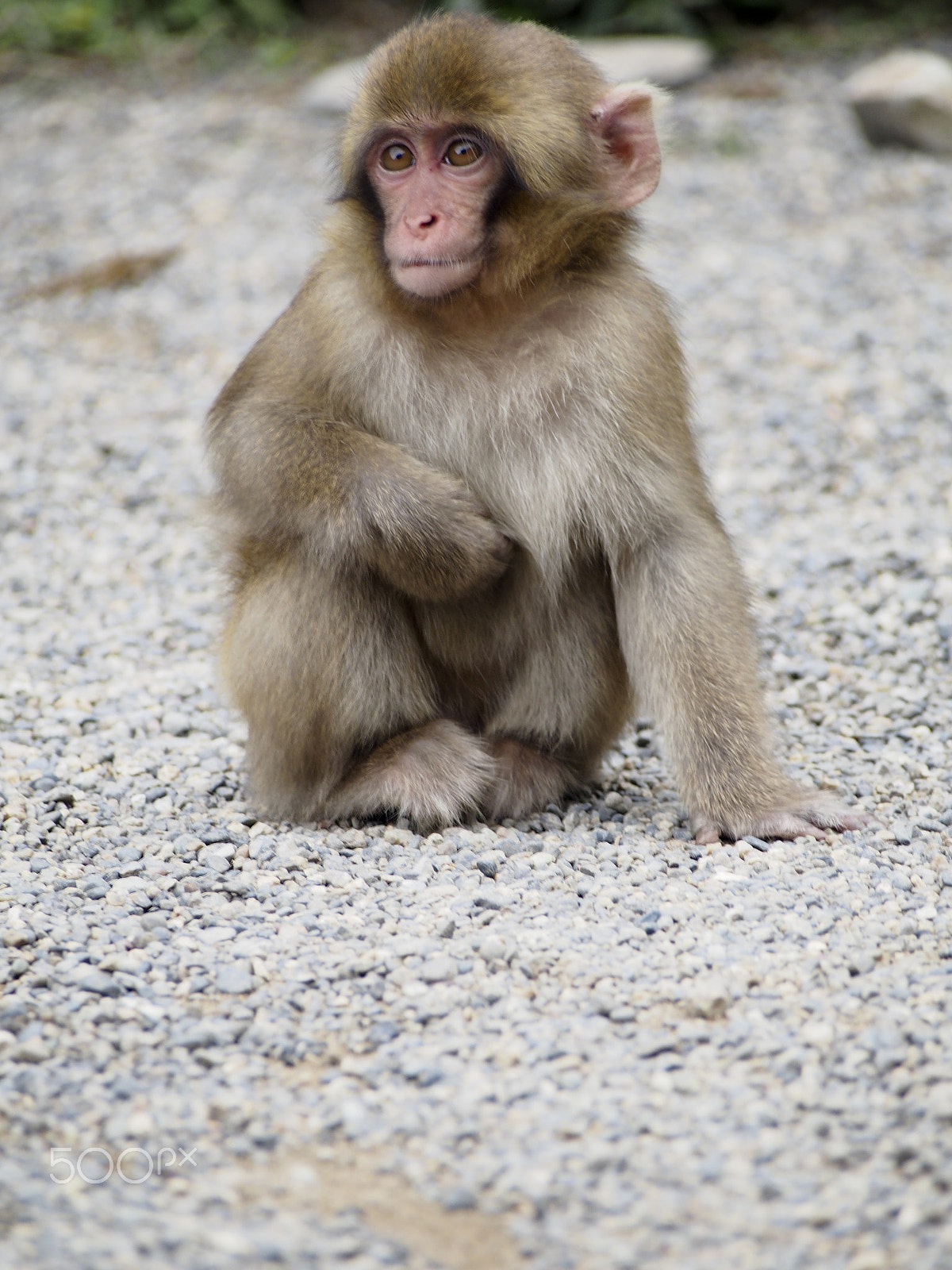 Olympus OM-D E-M5 sample photo. Snow monkey photography