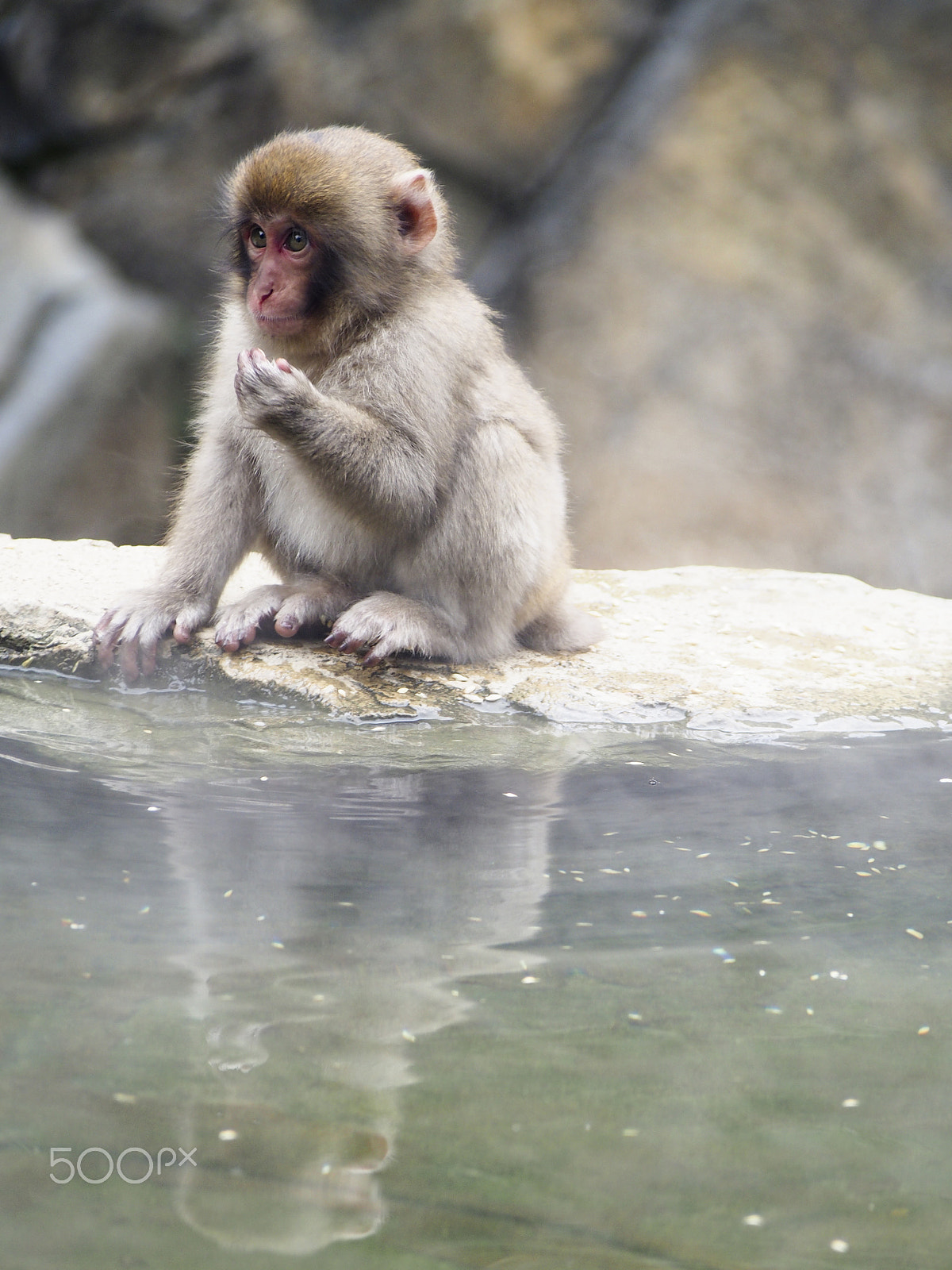 Olympus OM-D E-M5 sample photo. Snow monkey photography