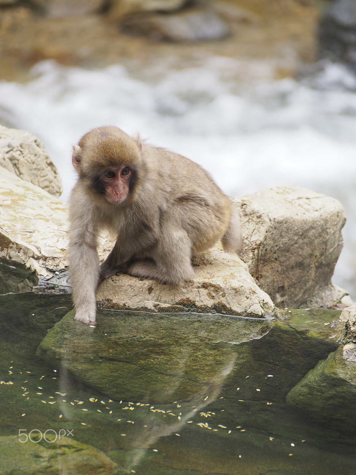 Olympus OM-D E-M5 sample photo. Snow monkey photography