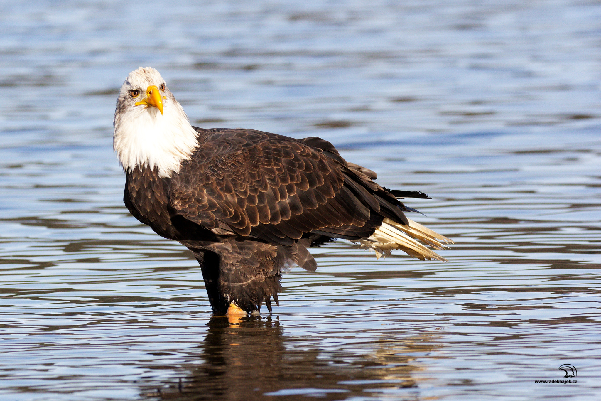 Sigma 150-600mm F5-6.3 DG OS HSM | C sample photo. Orel bělohlavý photography