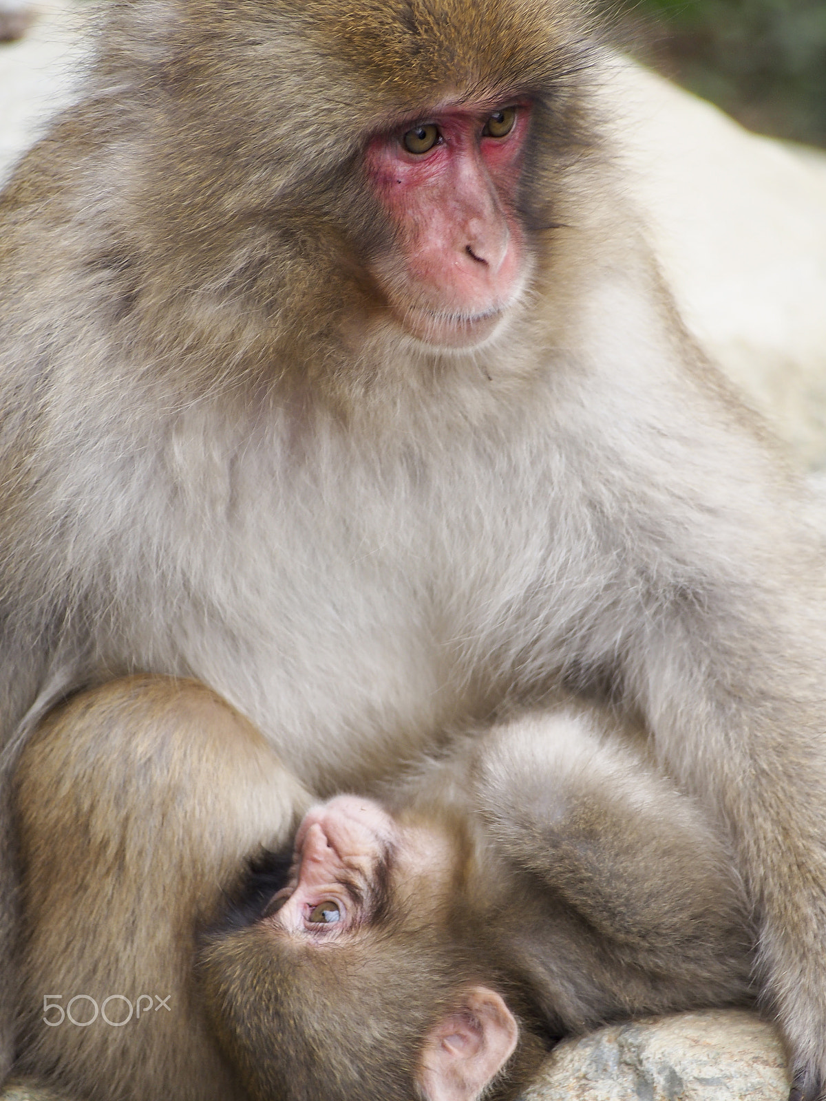 Olympus OM-D E-M5 sample photo. Snow monkey photography