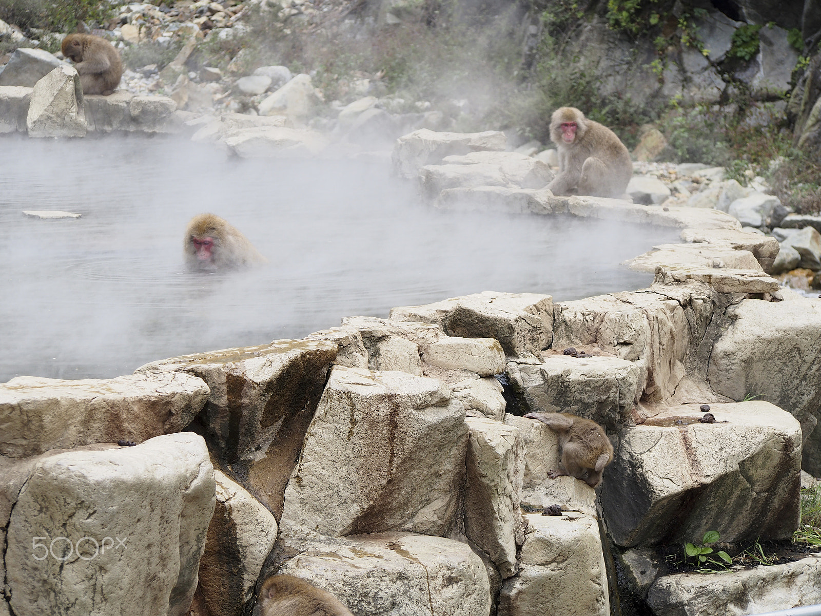 Olympus OM-D E-M5 sample photo. Snow monkey photography