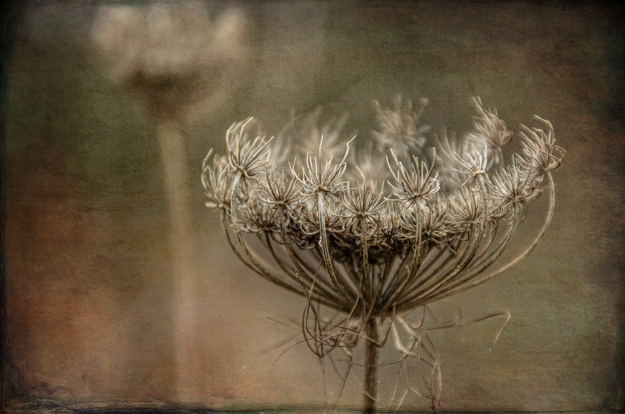 Pentax K-5 sample photo. Seedhead photography