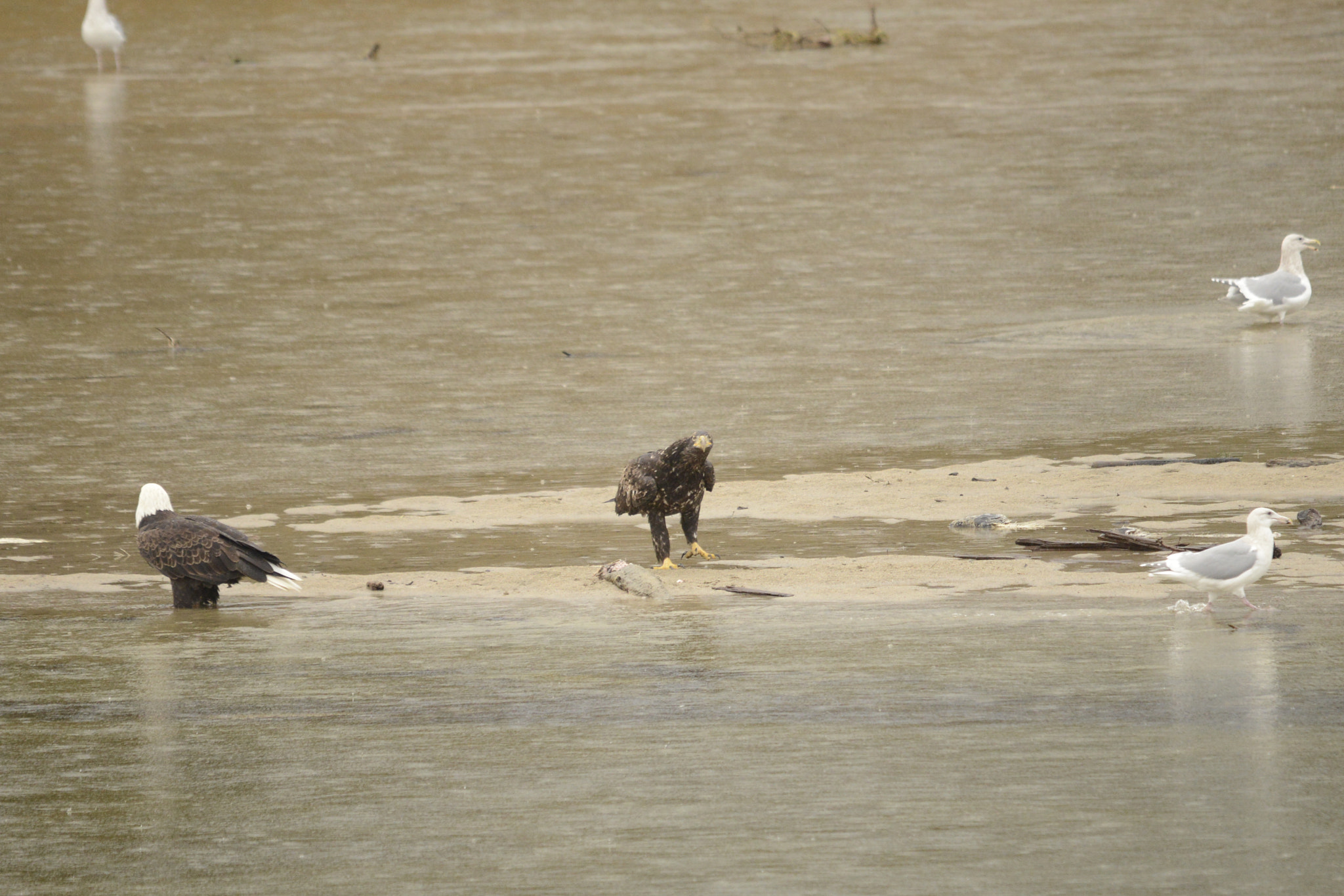 Sigma 120-400mm F4.5-5.6 DG OS HSM sample photo. Juvenile eagle photography
