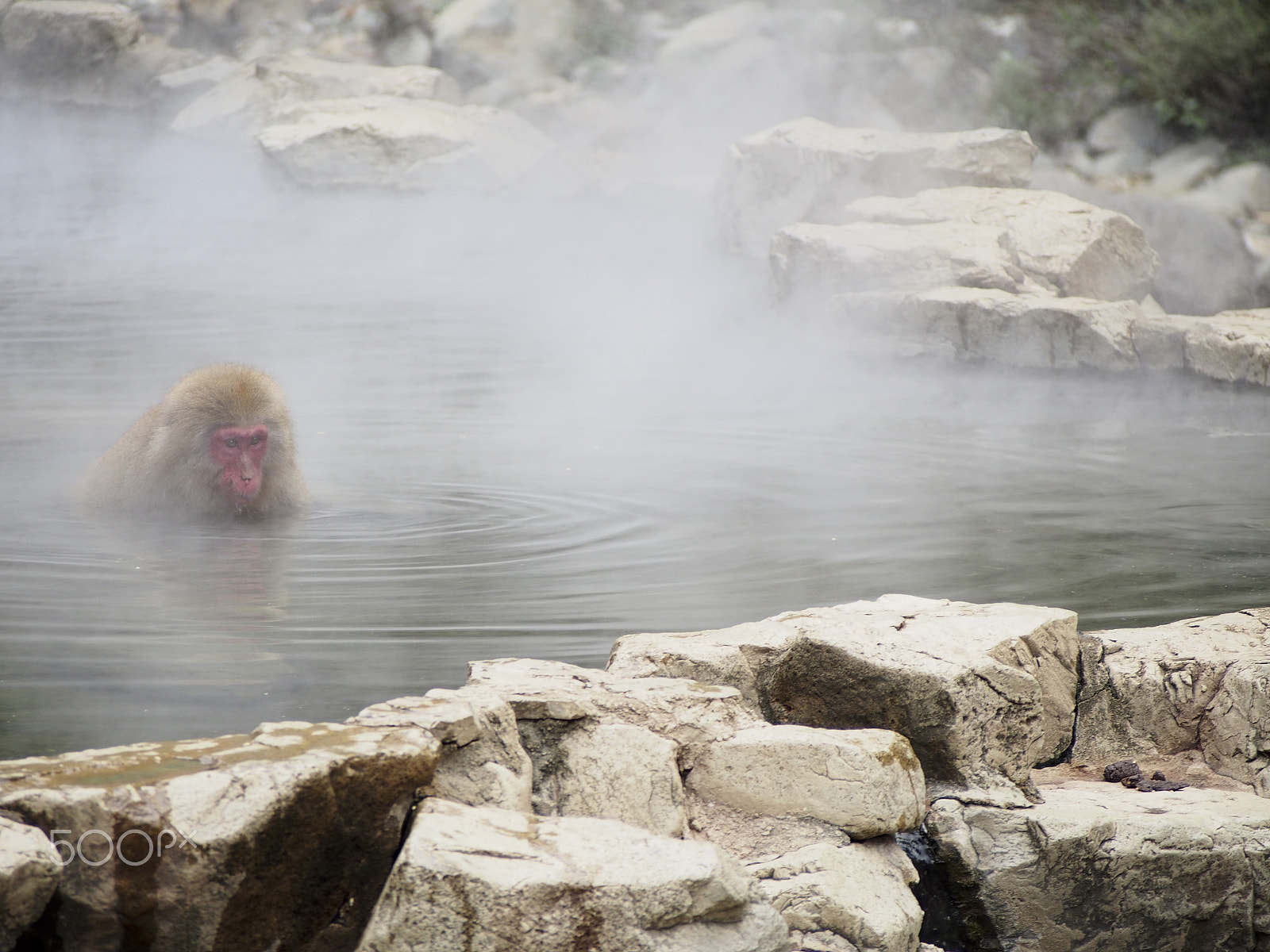 Olympus OM-D E-M5 sample photo. Snow monkey photography