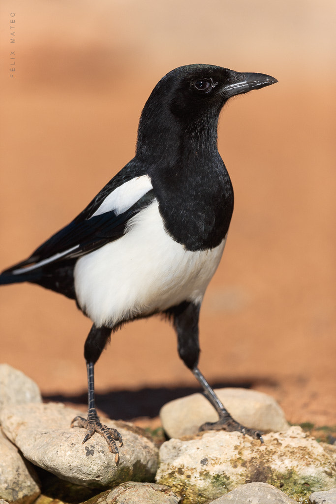 Canon EF 500mm F4L IS II USM sample photo. Urraca (pica pica) photography