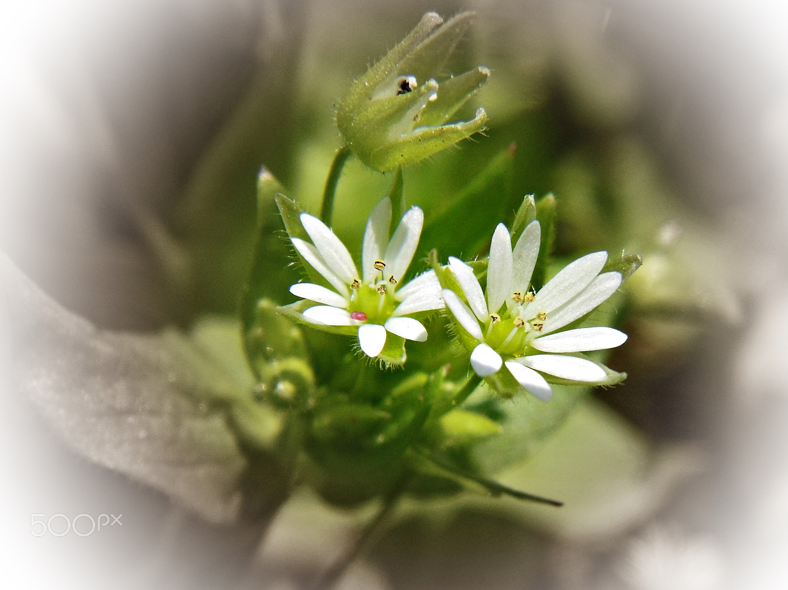 Nikon Coolpix S6300 sample photo. Flower photography