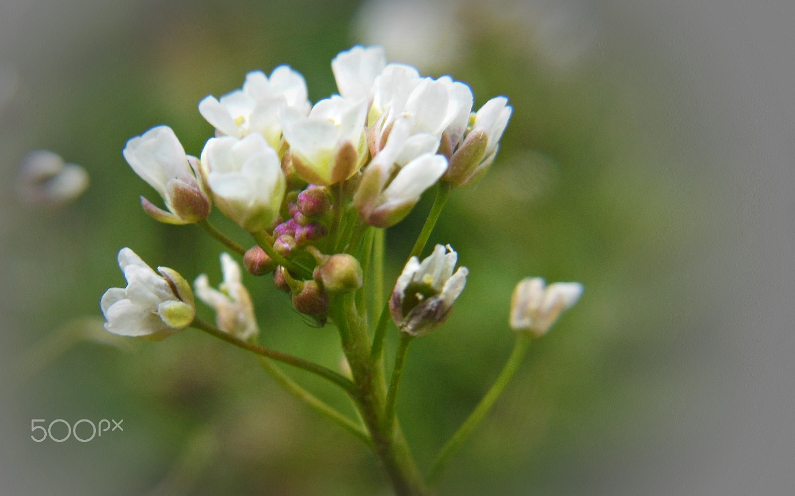 Nikon Coolpix S6300 sample photo. Macro flower photography