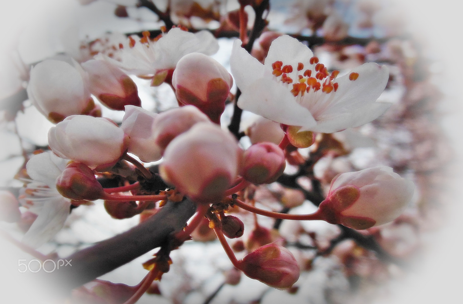 Nikon Coolpix S6300 sample photo. Spring flower photography