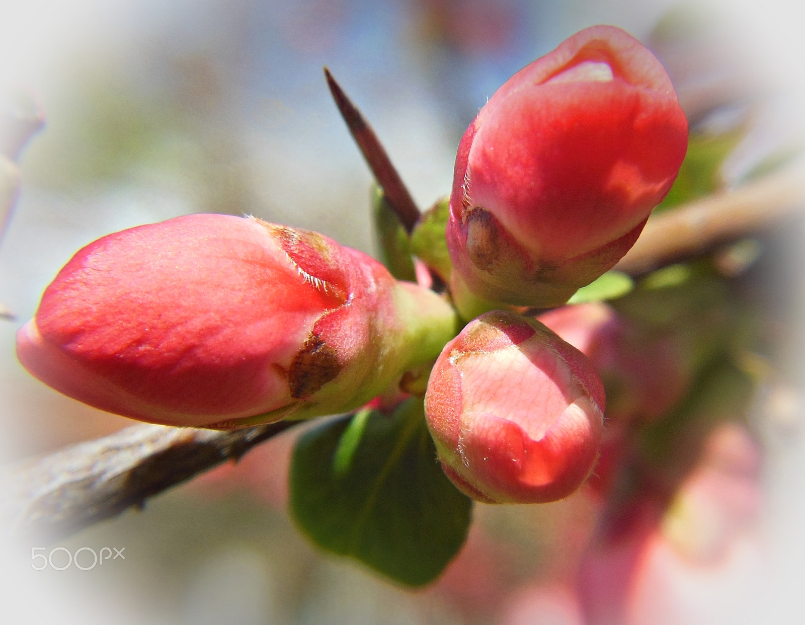 Nikon Coolpix S6300 sample photo. Flower photography
