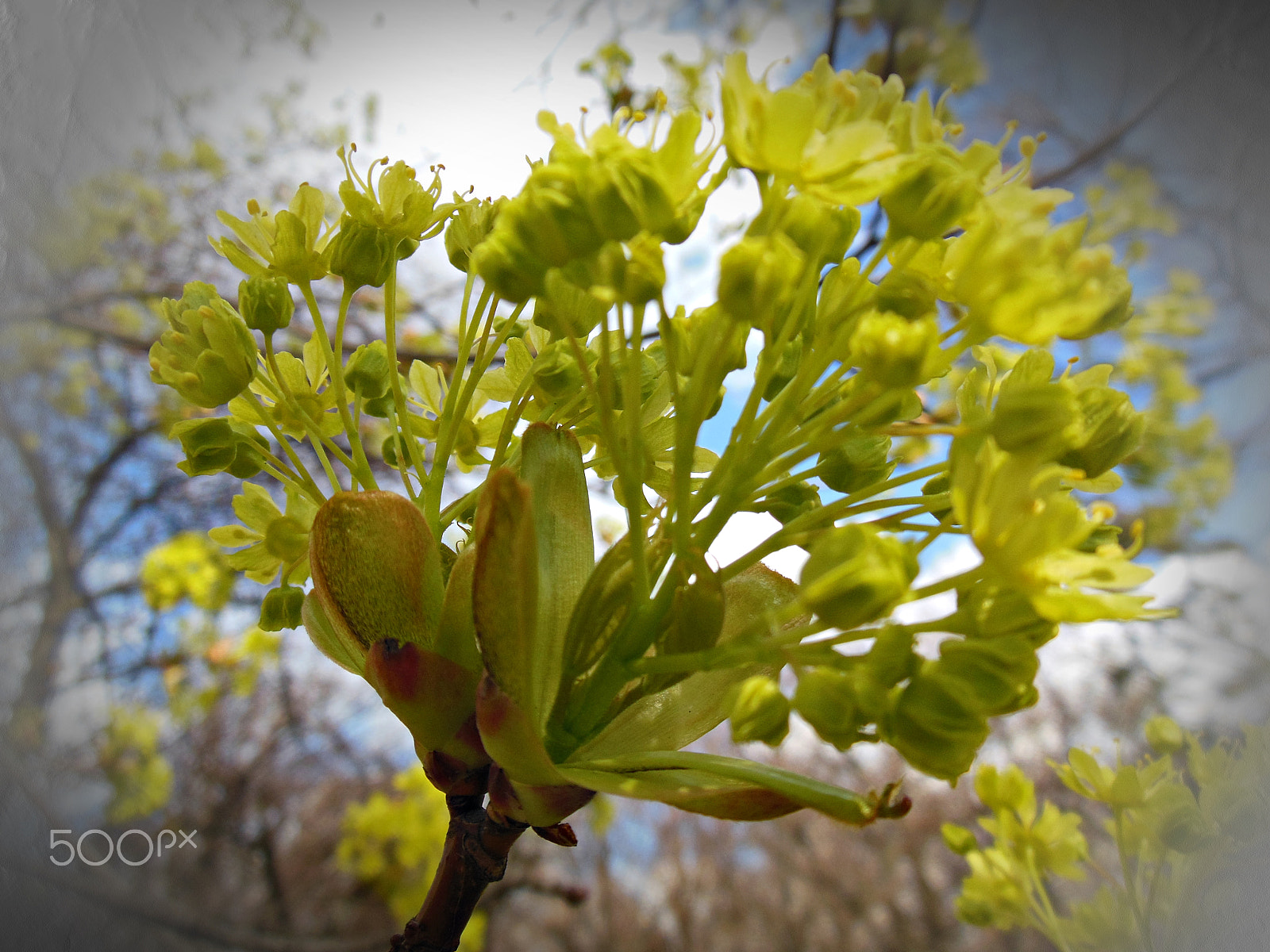 Nikon Coolpix S6300 sample photo. Flower spring photography