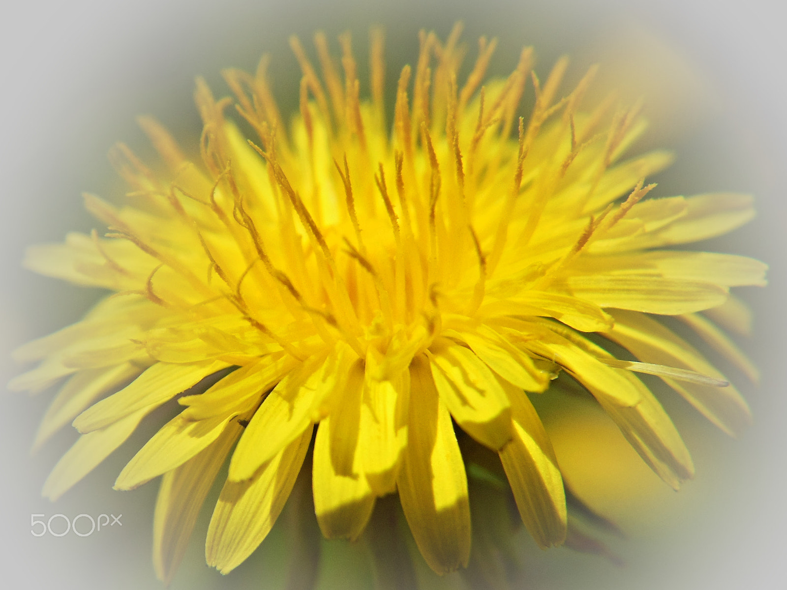 Nikon Coolpix S6300 sample photo. Flower photography