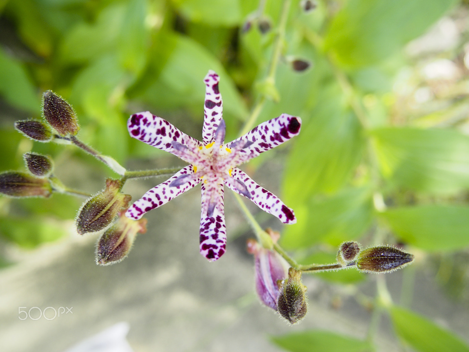 Olympus OM-D E-M5 sample photo. Japanese toad lily photography