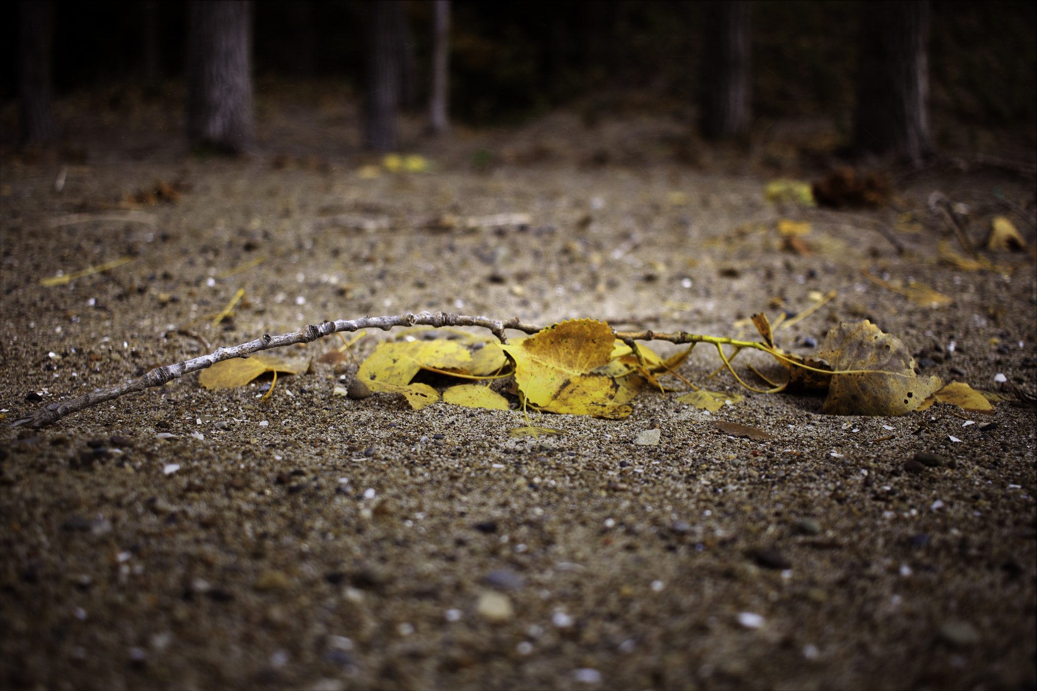 Canon EF-S 24mm F2.8 STM sample photo. Before it snowed photography