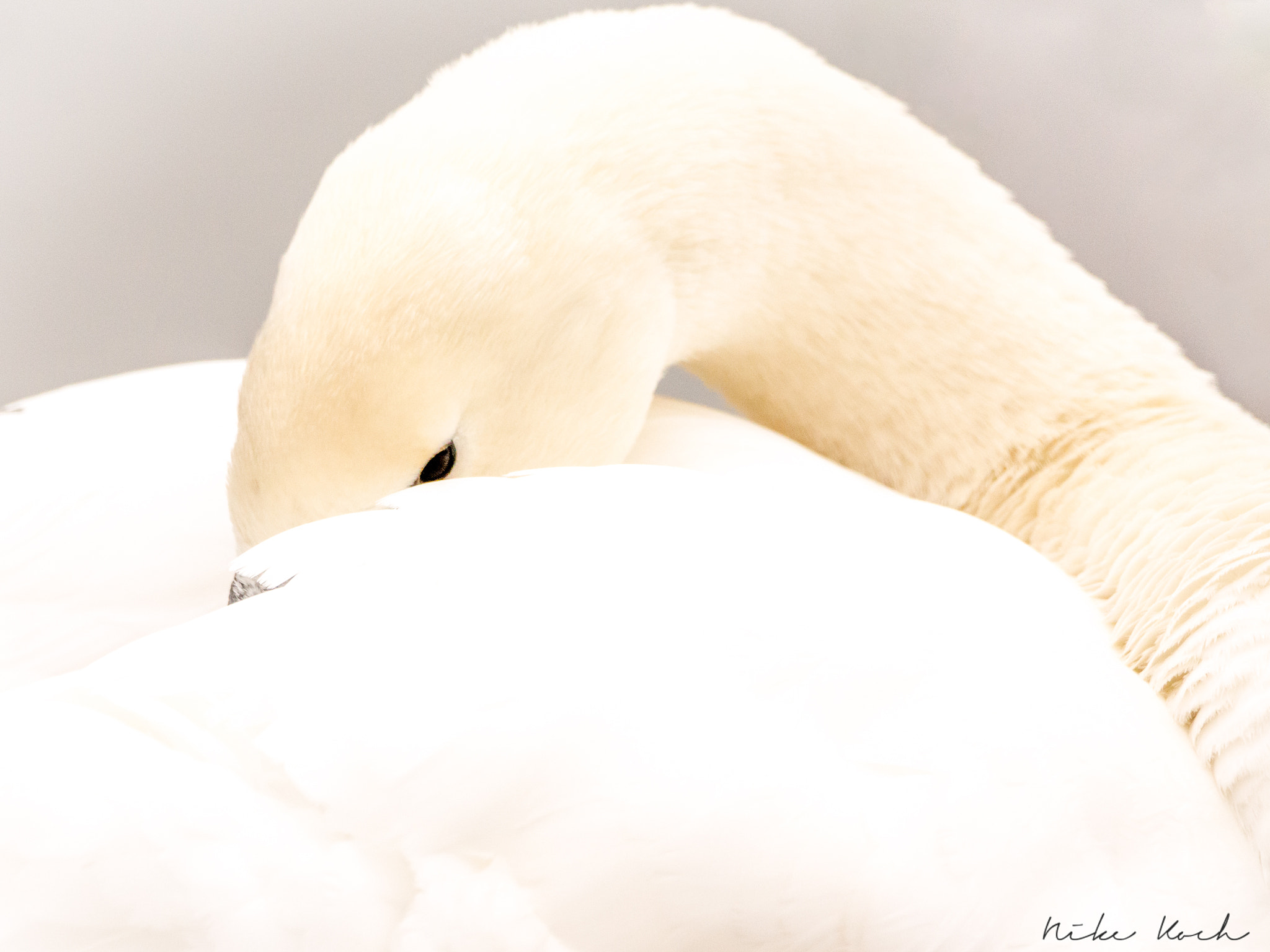 Sony 70-400mm F4-5.6 G SSM II sample photo. Snoozing swan photography