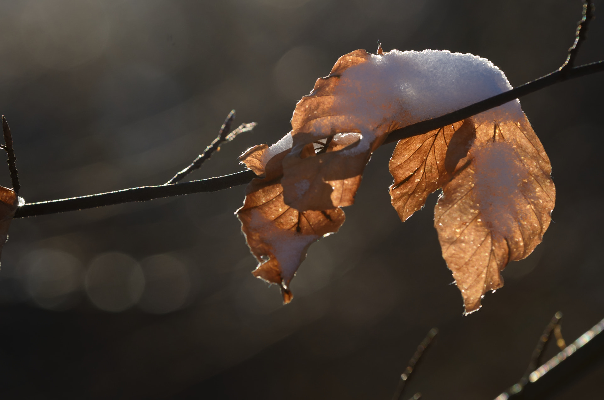 Nikon AF-S Nikkor 70-200mm F4G ED VR sample photo. Winter leaves photography