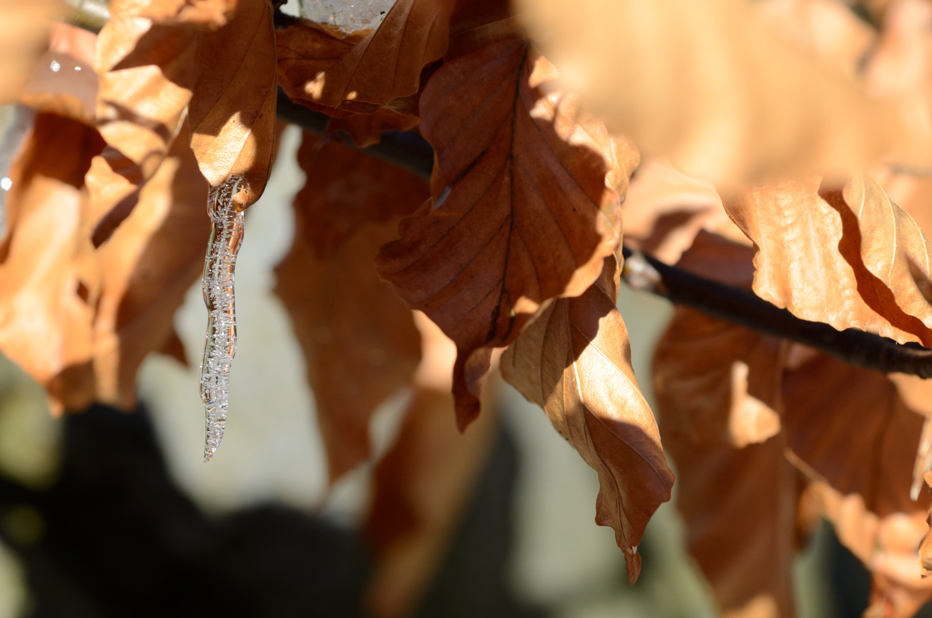 Nikon AF-S Nikkor 70-200mm F4G ED VR sample photo. Winter leaves photography