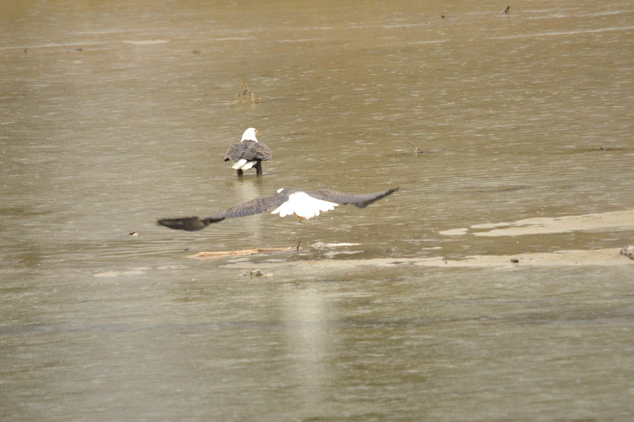 Sigma 120-400mm F4.5-5.6 DG OS HSM sample photo. Series of these two eagles in flight photography