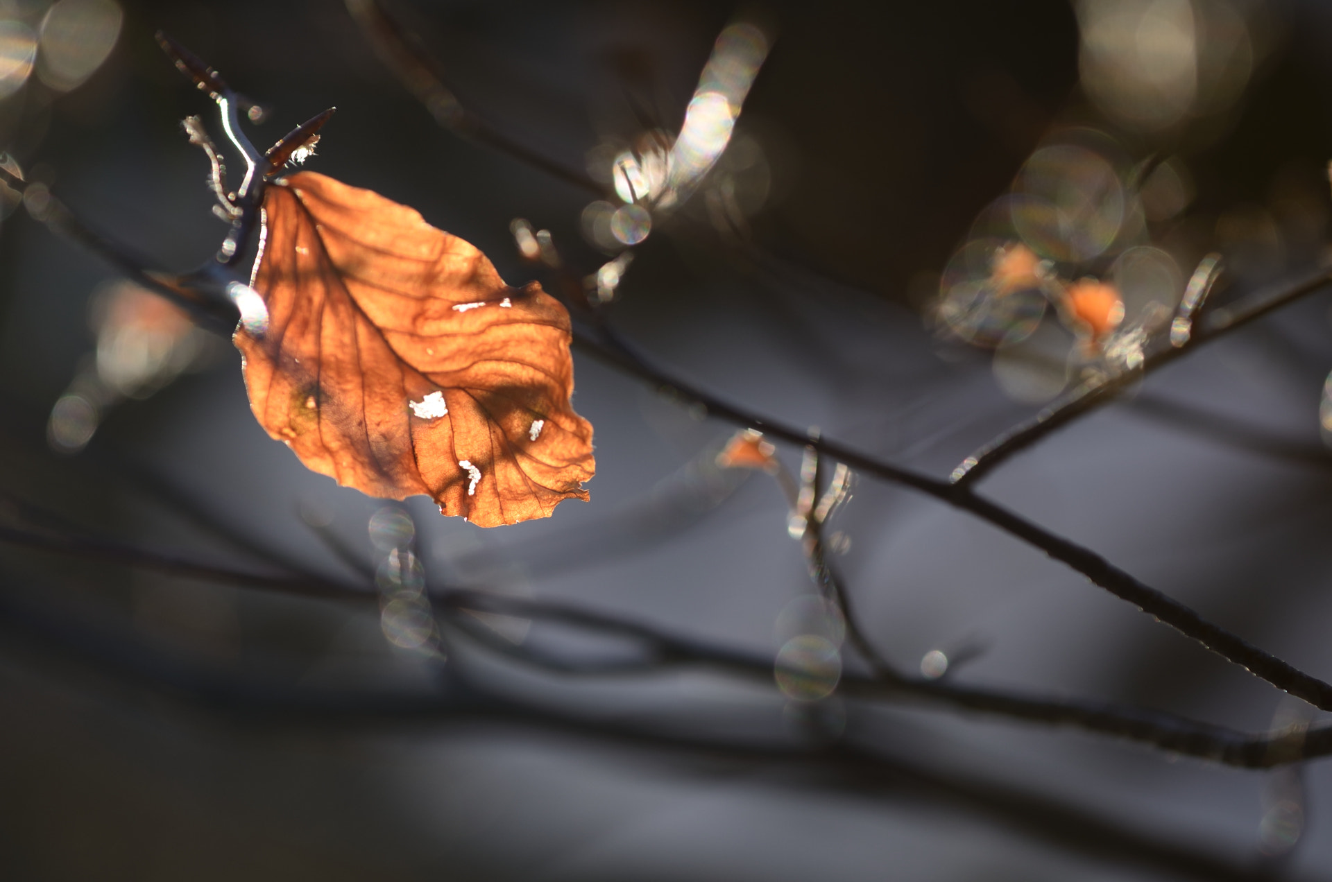 Nikon AF-S Nikkor 70-200mm F4G ED VR sample photo. Winter leaves photography