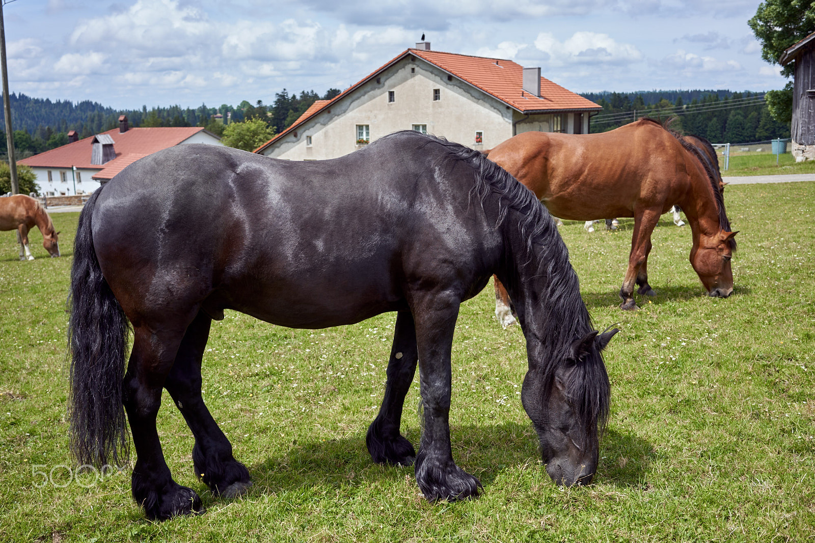 Sony a7R II + Sony Sonnar T* FE 35mm F2.8 ZA sample photo. Pensioned horses photography