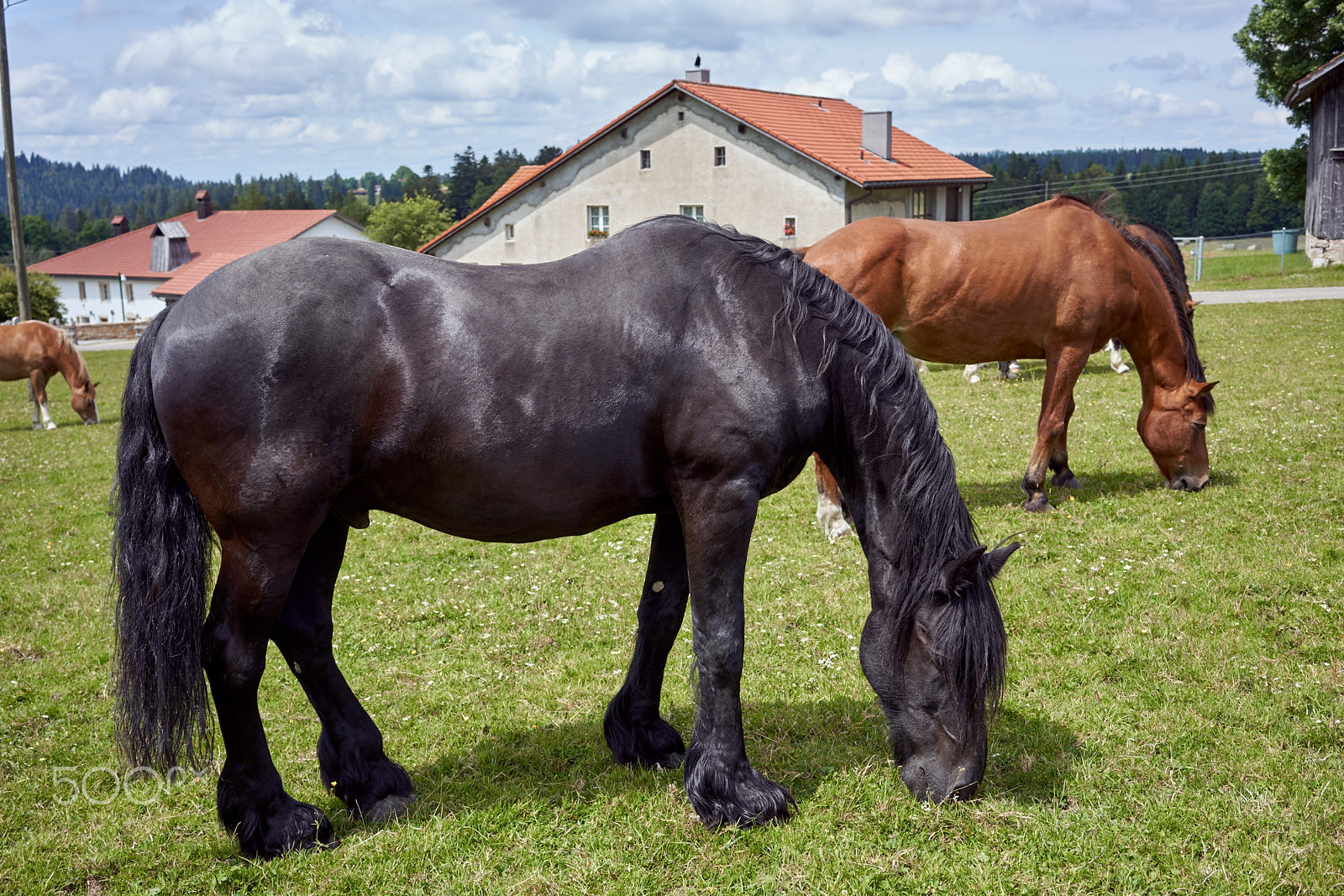 Sony Sonnar T* FE 35mm F2.8 ZA sample photo. Pensioned horses photography