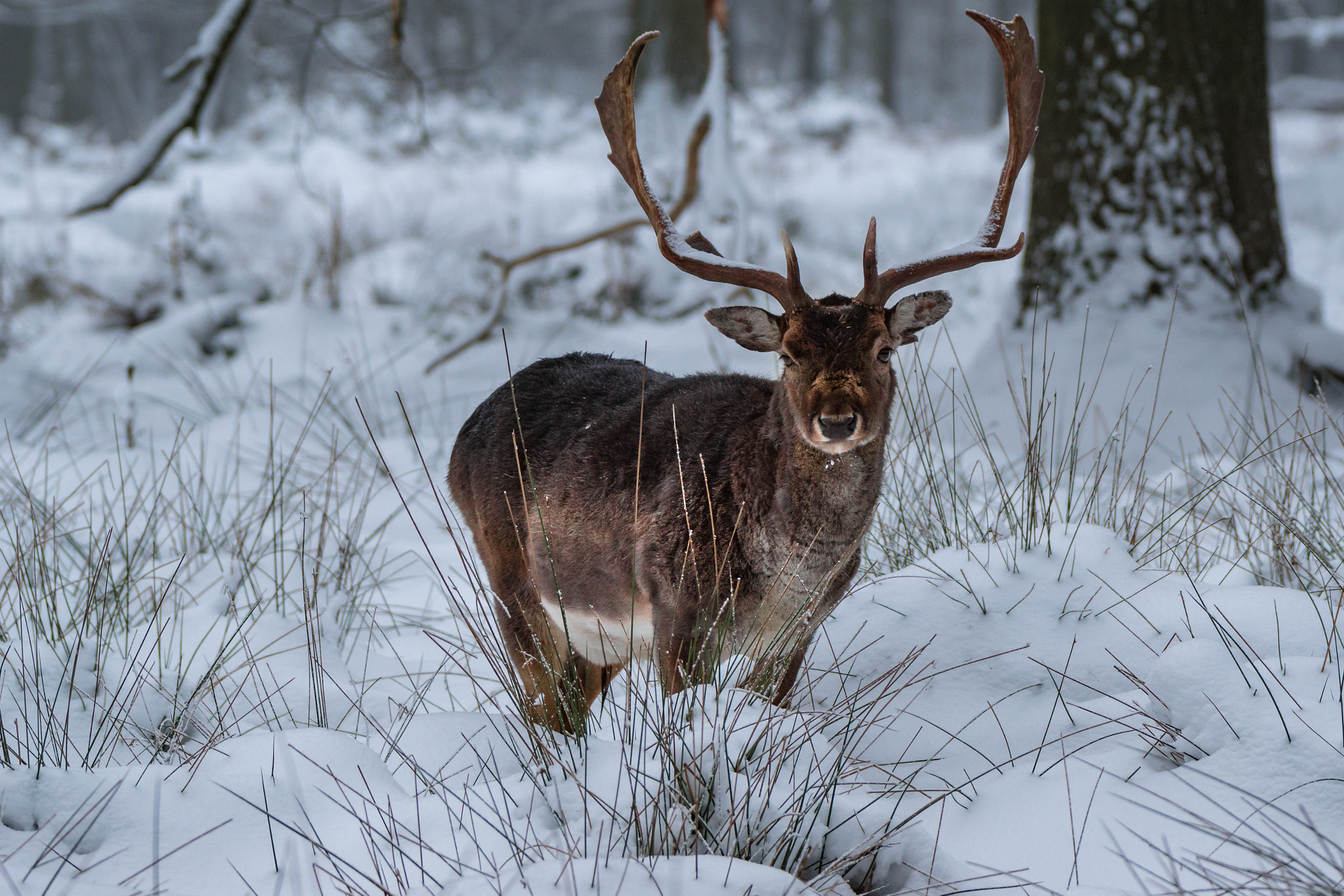 Sony ILCA-77M2 + Sony 70-400mm F4-5.6 G SSM II sample photo. Hirsch im winterwald photography