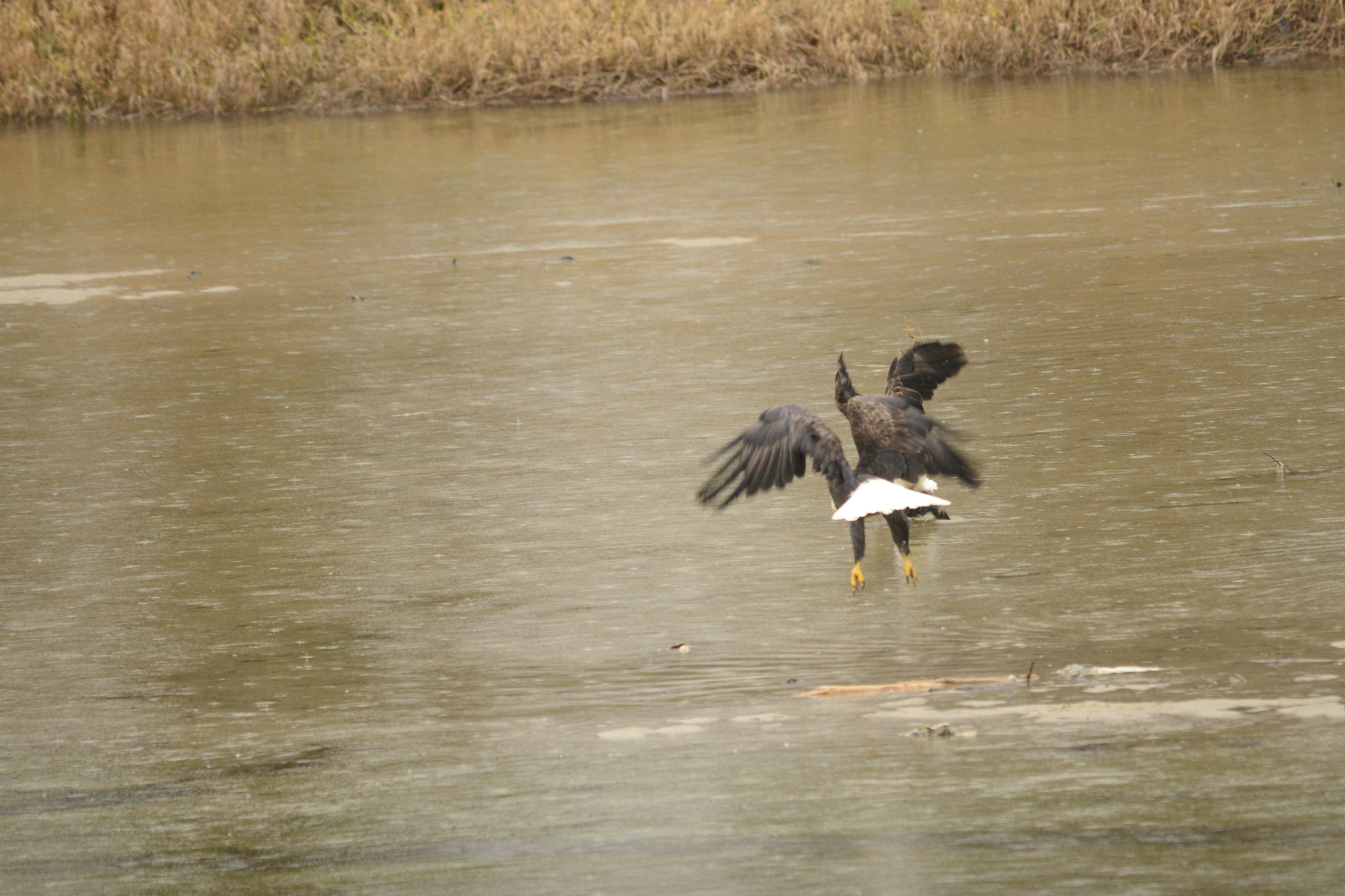 Sigma 120-400mm F4.5-5.6 DG OS HSM sample photo. Series of these two eagles in flight photography