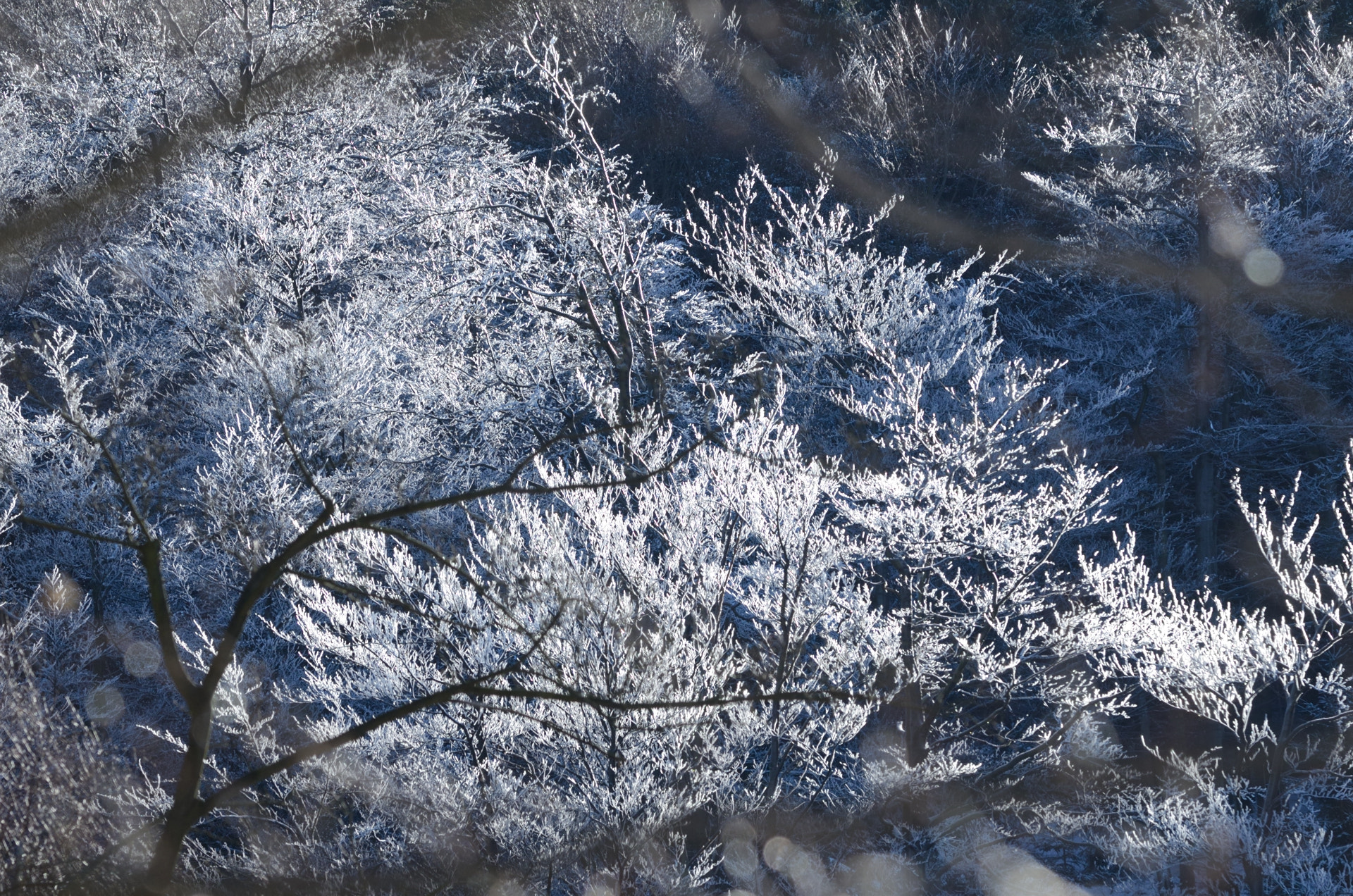 Nikon AF-S Nikkor 70-200mm F4G ED VR sample photo. Winter trees photography