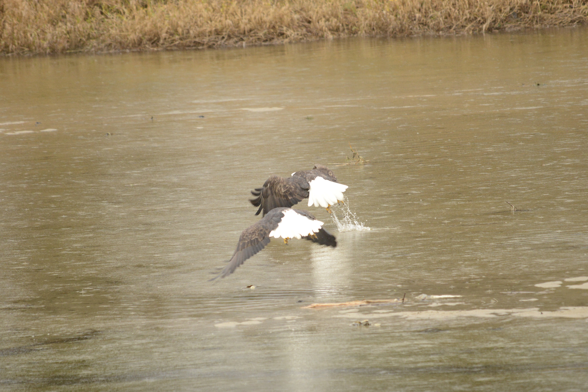 Sigma 120-400mm F4.5-5.6 DG OS HSM sample photo. Series of these two eagles in flight photography