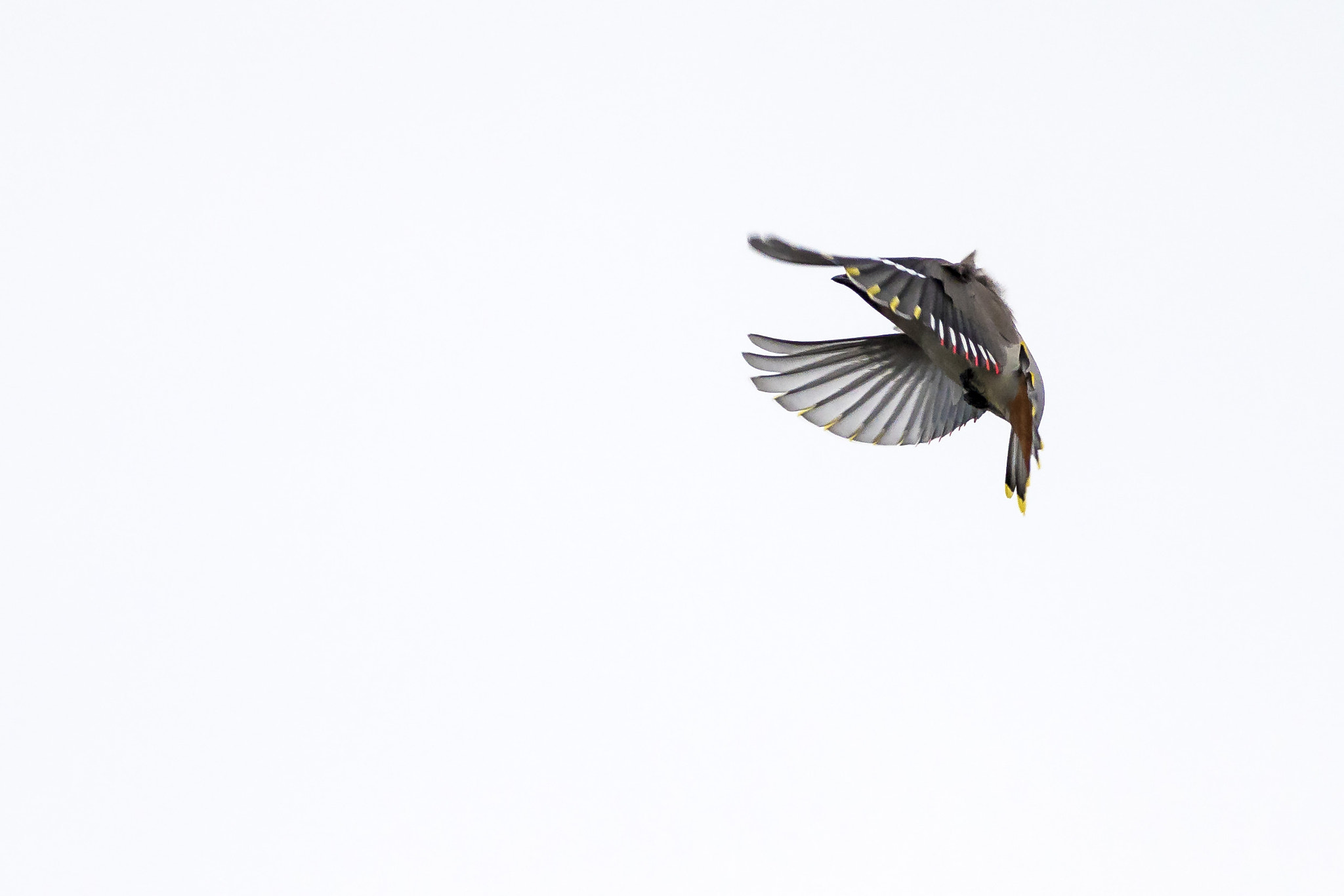 Sony a7R II + Canon EF 400mm F5.6L USM sample photo. Waxwing photography