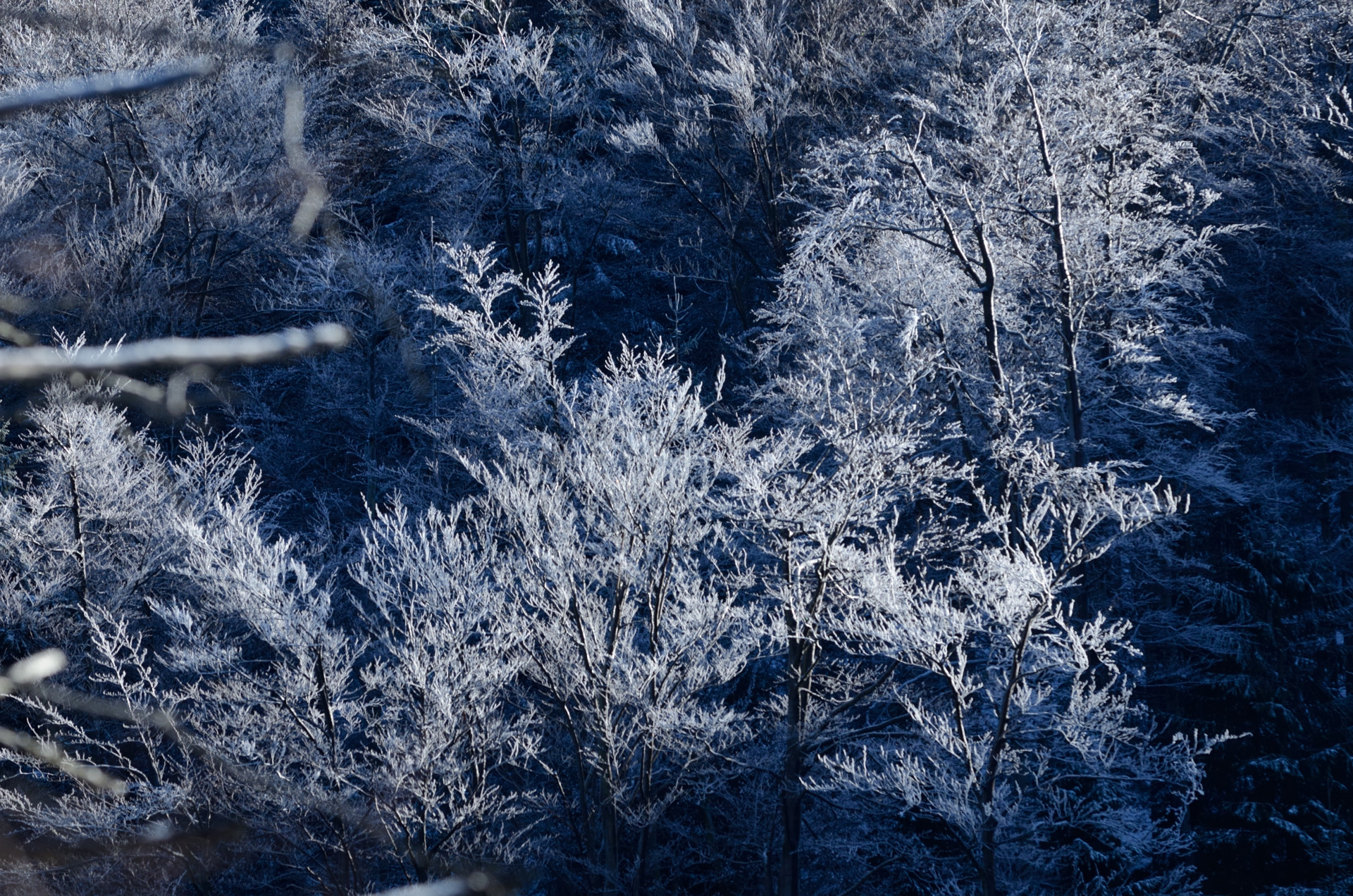 Nikon AF-S Nikkor 70-200mm F4G ED VR sample photo. Winter trees photography
