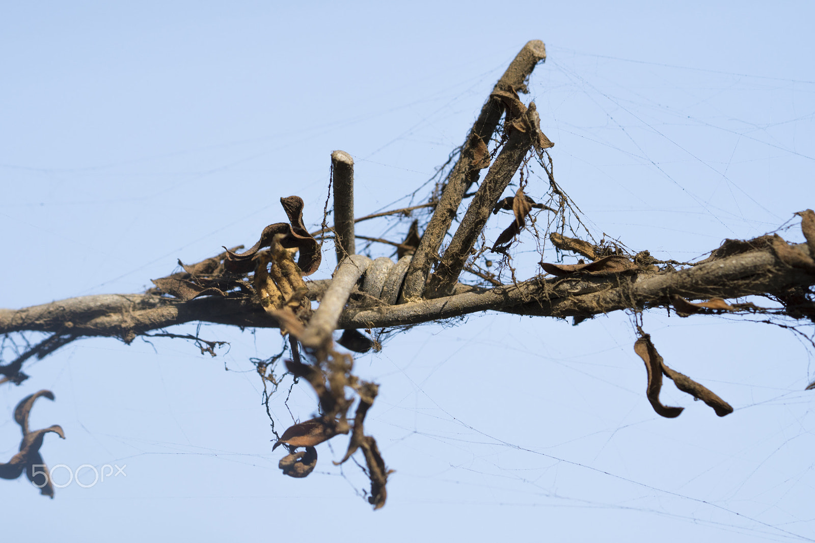 Sony a6500 + Sony FE 90mm F2.8 Macro G OSS sample photo. Barbed wire photography