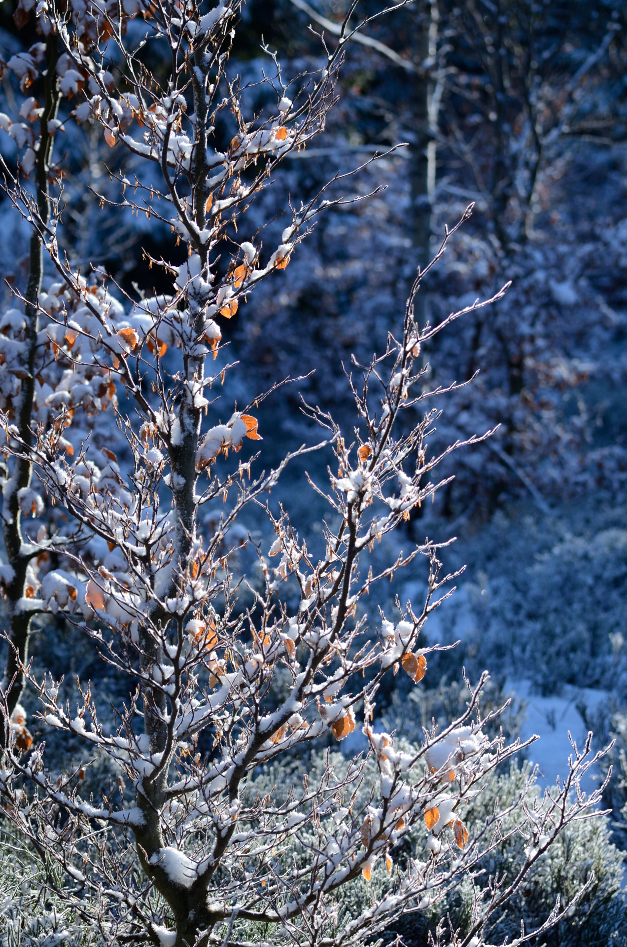 Nikon AF-S Nikkor 70-200mm F4G ED VR sample photo. Winter trees photography