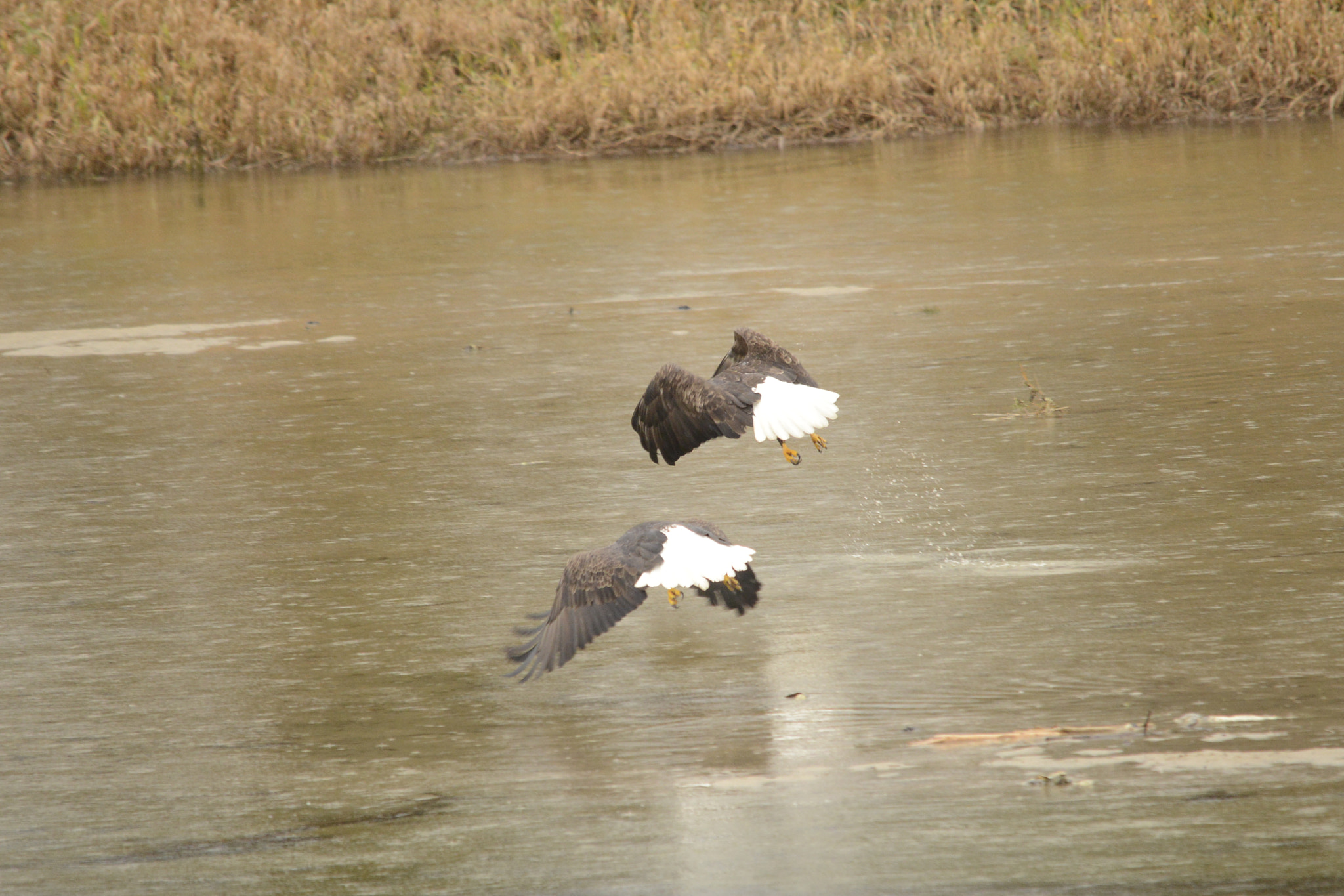 Sigma 120-400mm F4.5-5.6 DG OS HSM sample photo. Series of these two eagles in flight photography