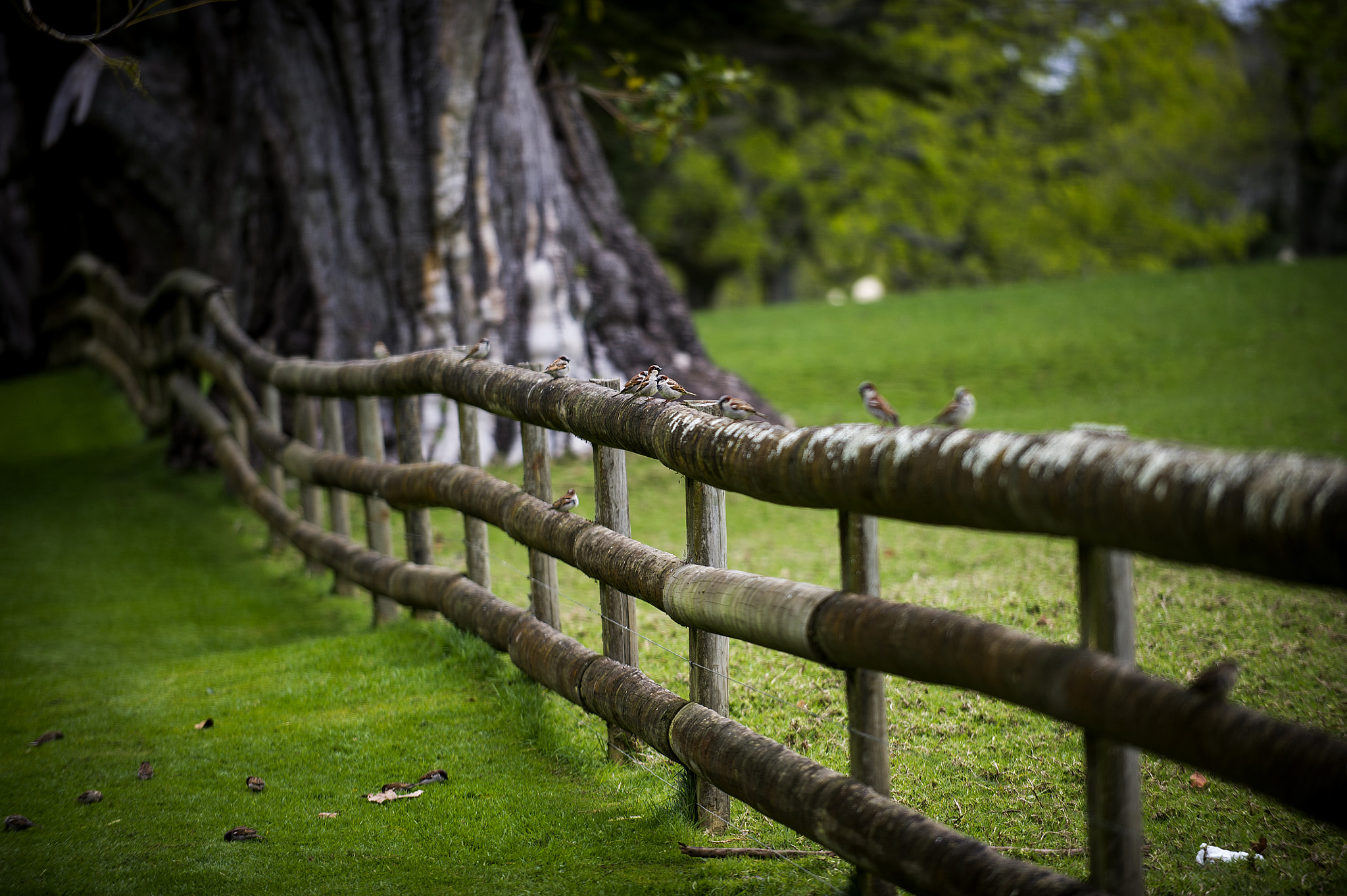 Nikon D3S sample photo. Fence and birds photography