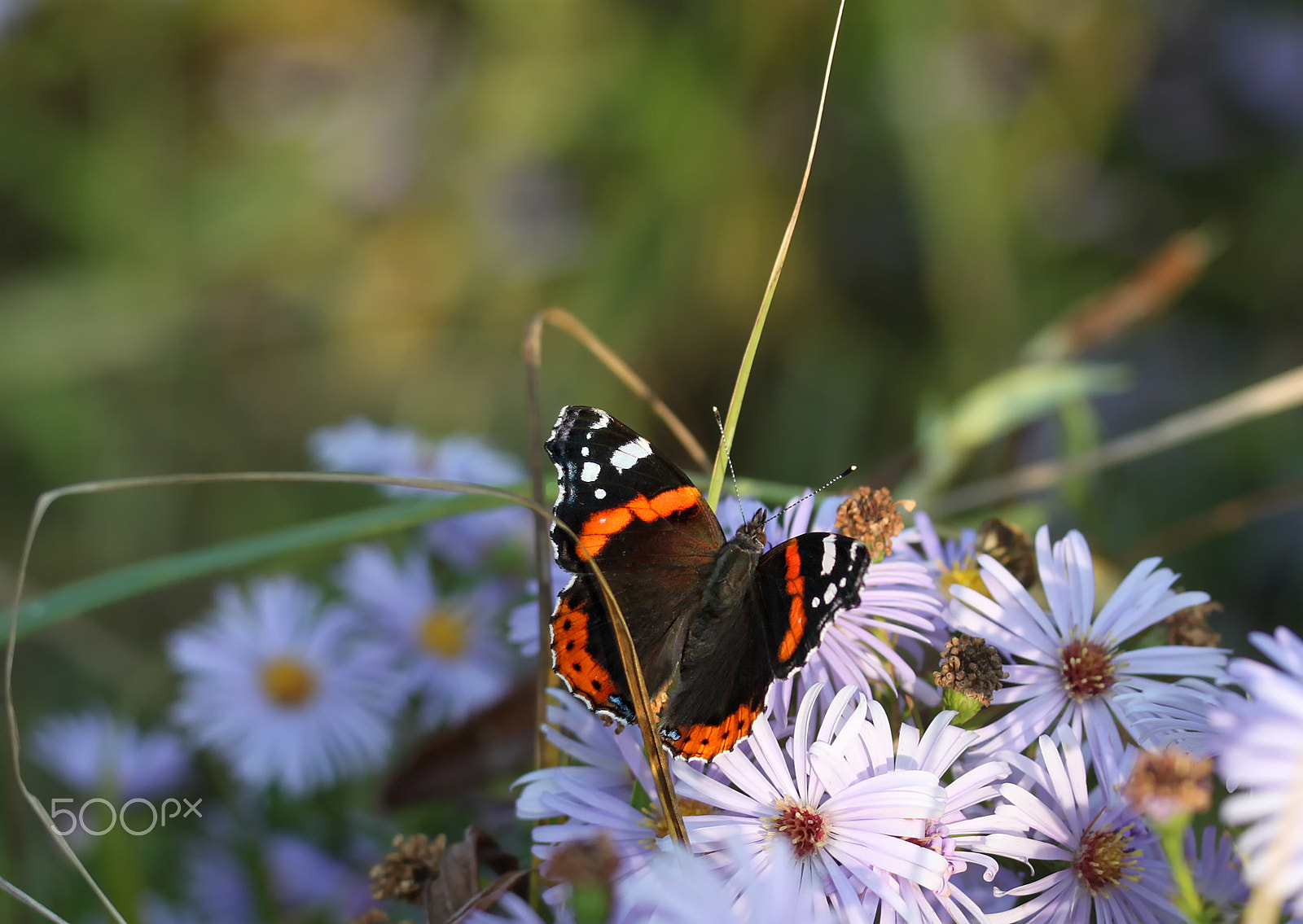 Canon EF-S 60mm F2.8 Macro USM sample photo. *** photography