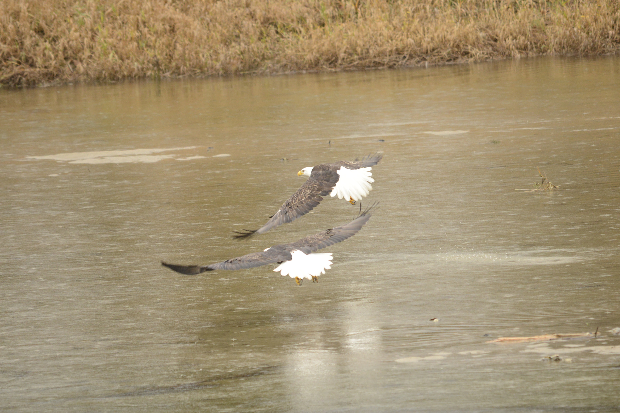 Sigma 120-400mm F4.5-5.6 DG OS HSM sample photo. Series of these two eagles in flight photography